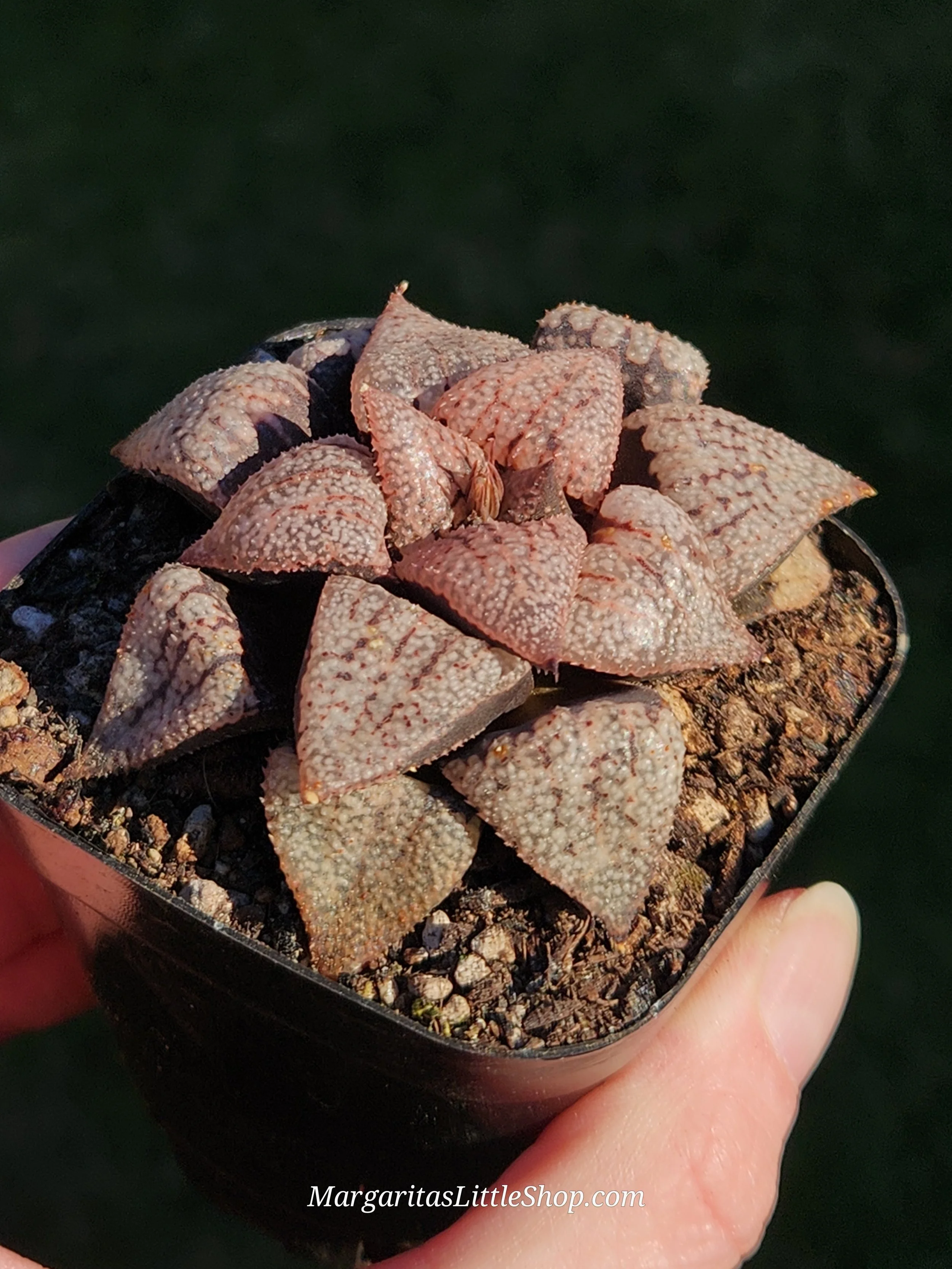 531-C7	Haworthia picta 'Okubo'