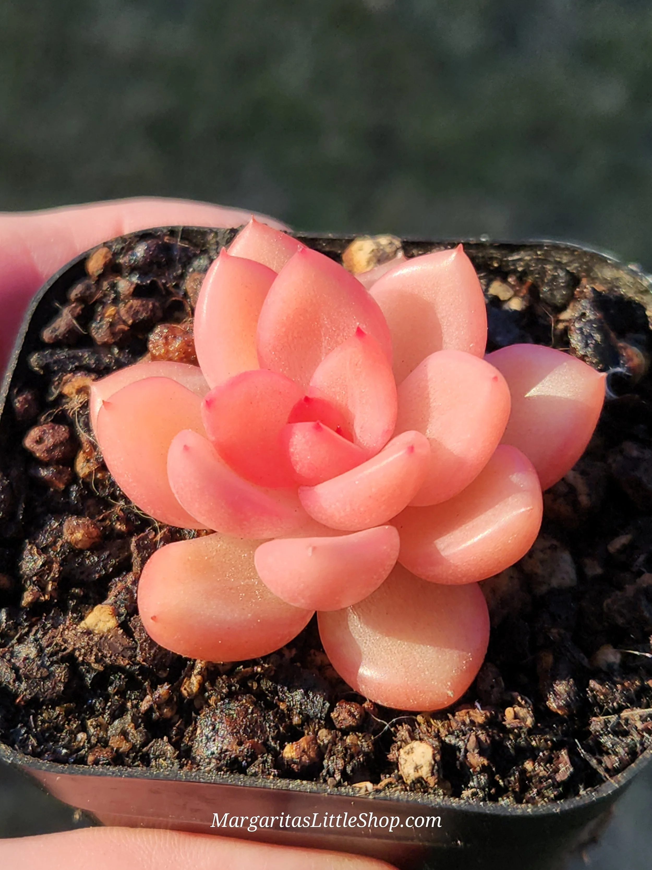 527-D7	Echeveria 'Liju'