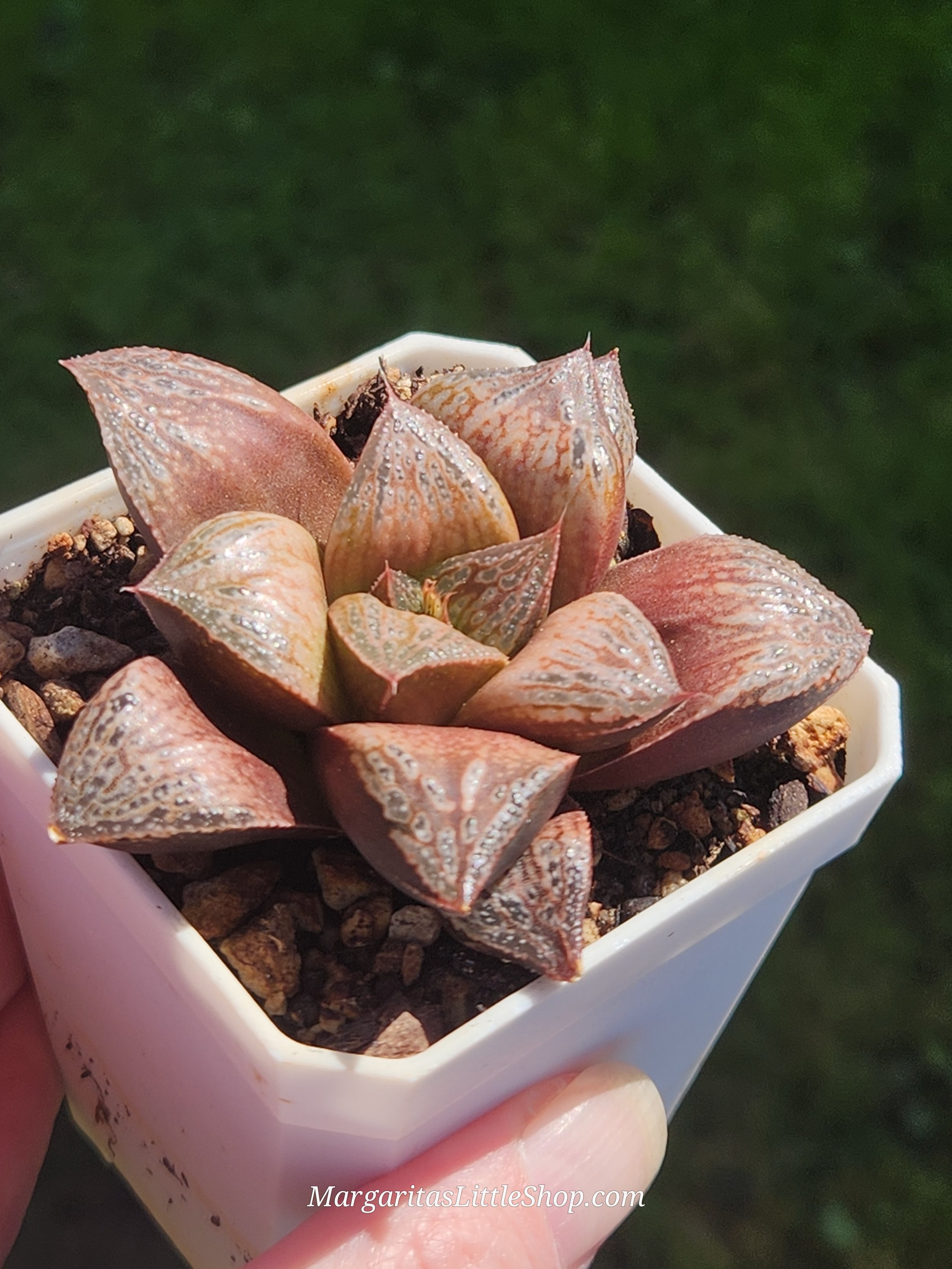 533-B3	Haworthia magnifica var. splendens 'Inca Rose'
