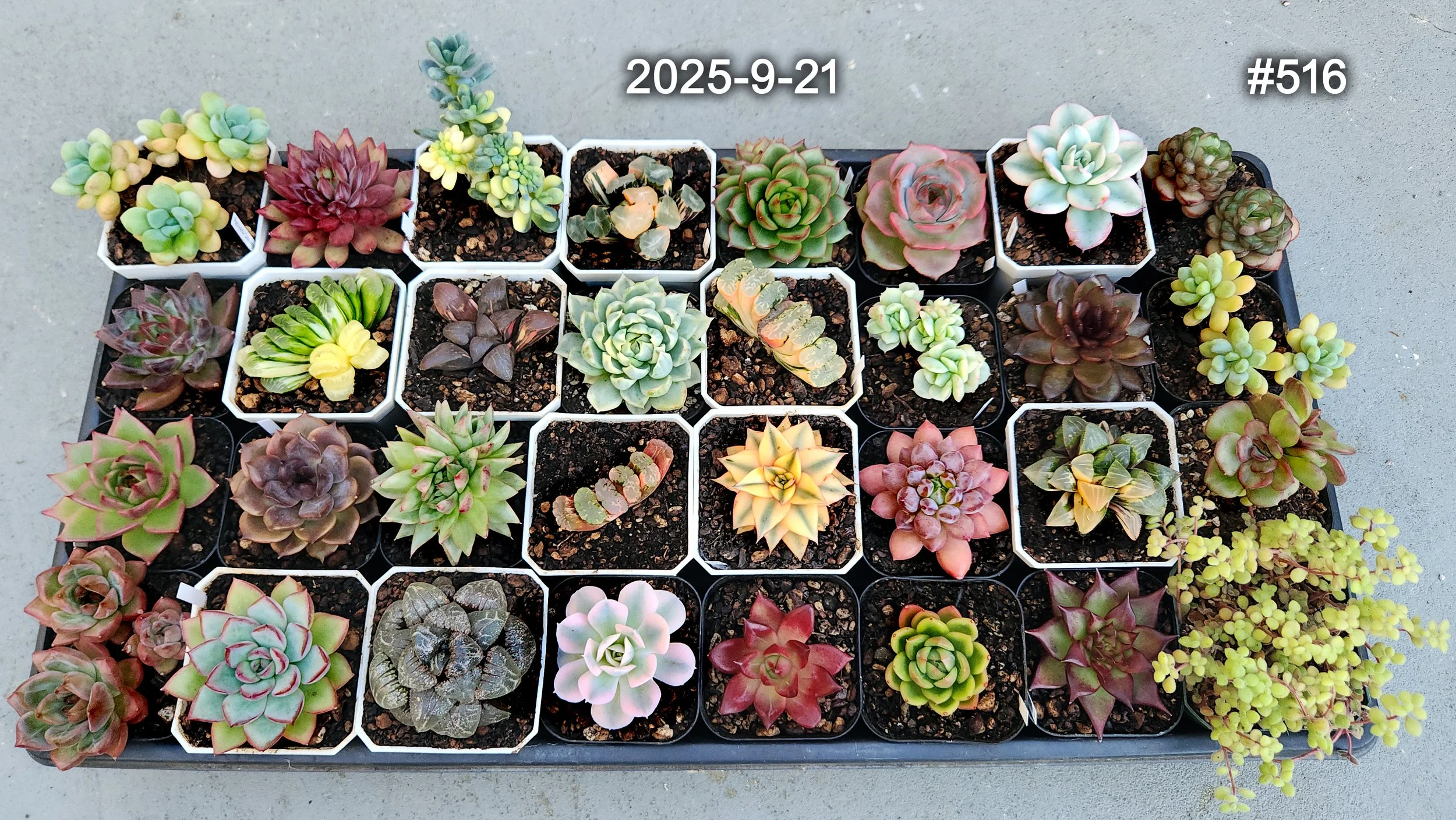 2025-9-21