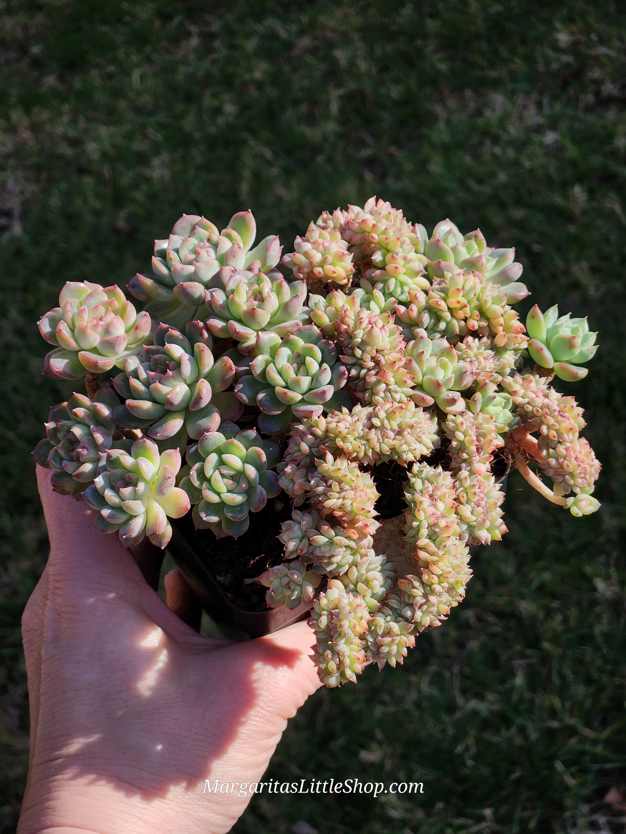 530-A1	Echeveria 'Amelie' f. cristata