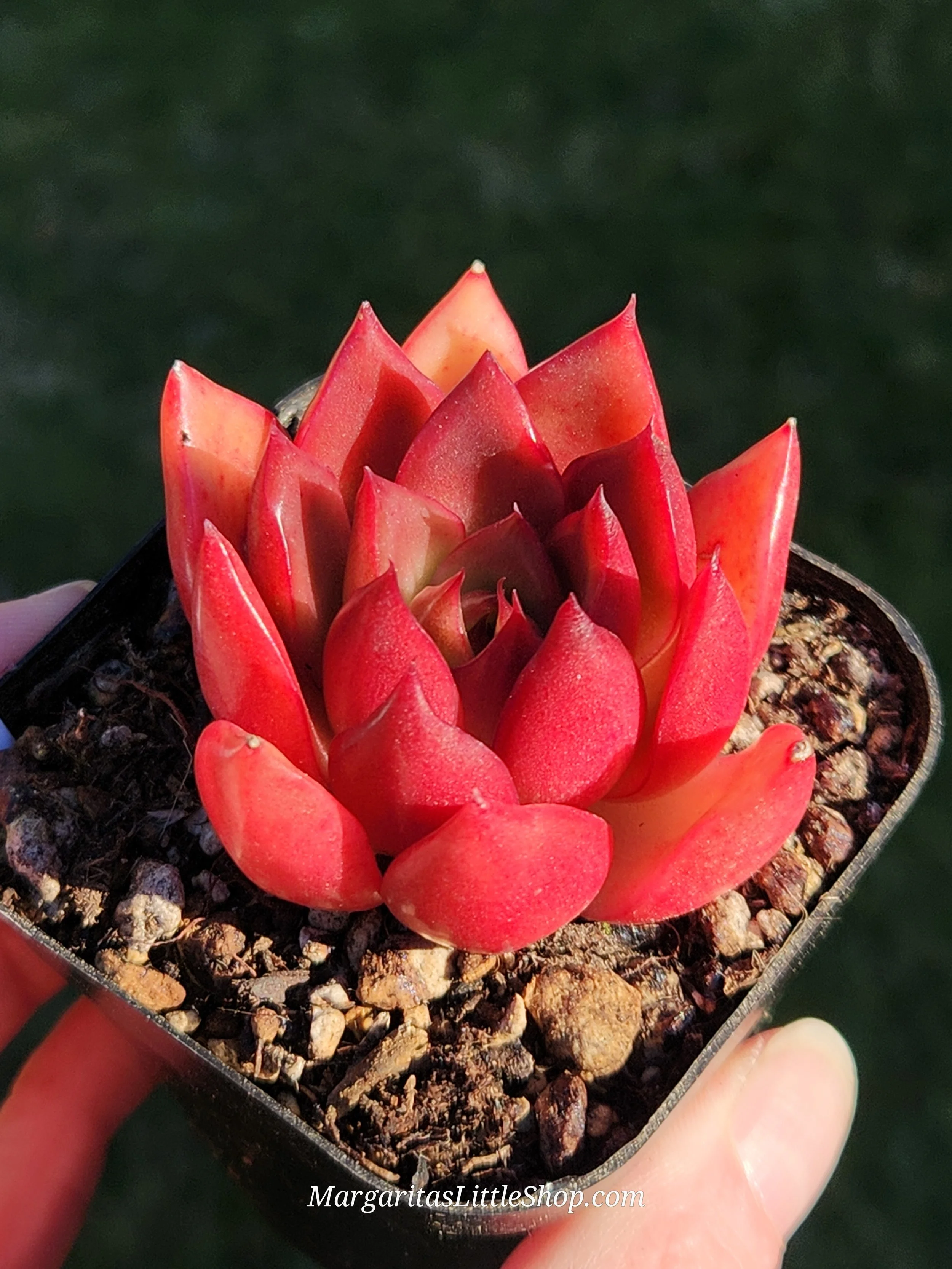 531-C6	Echeveria agavoides 'Rubra'