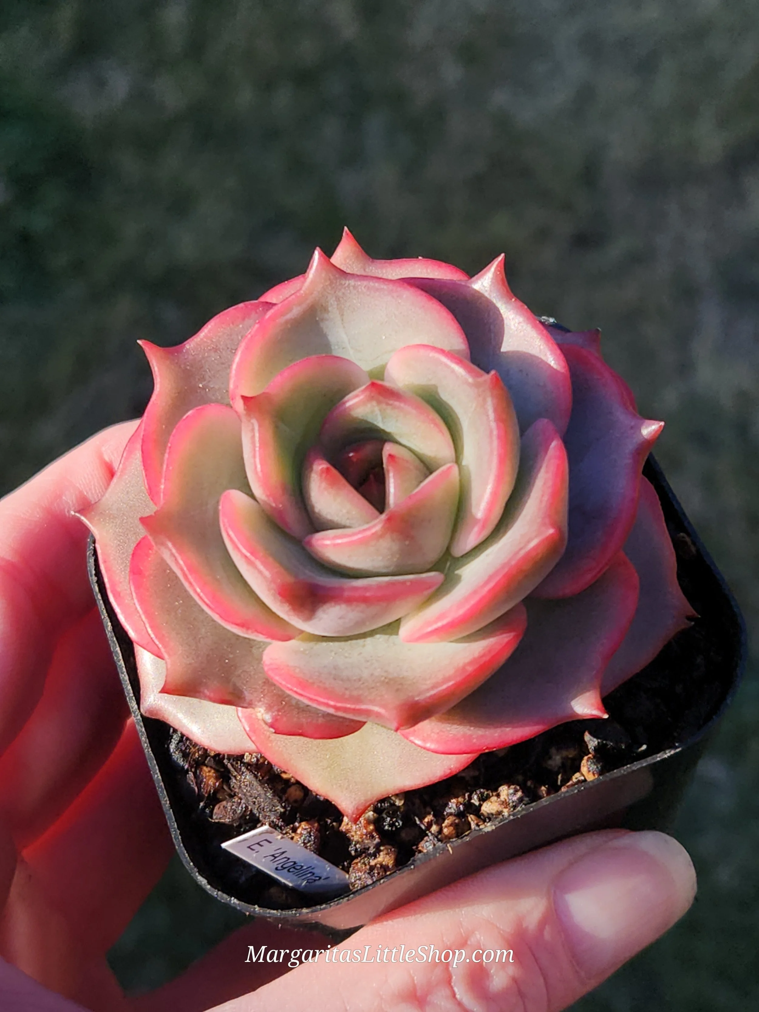 527-B5	Echeveria 'Angelina'