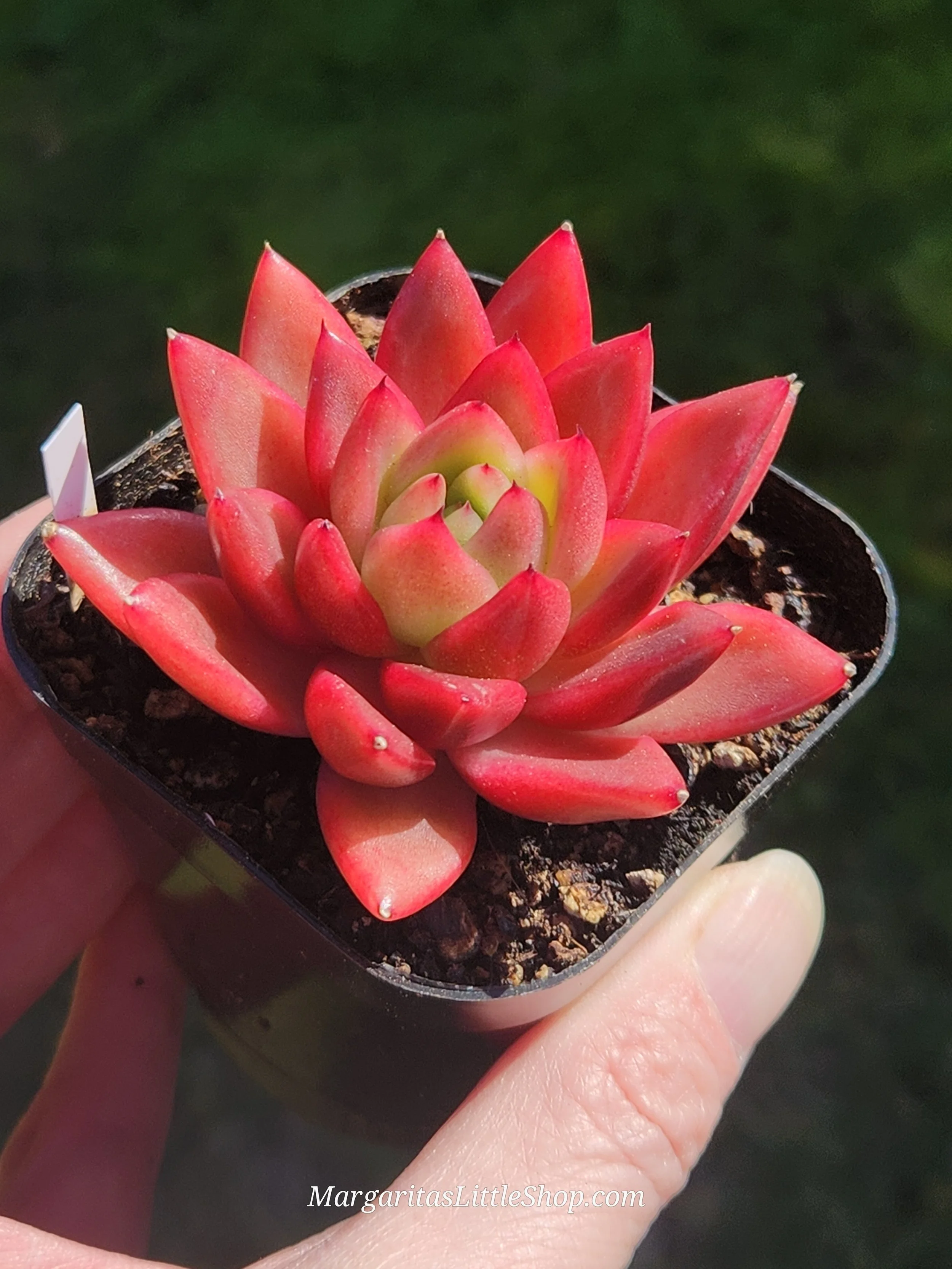 533-C4	Echeveria agavoides 'Rising Sun'