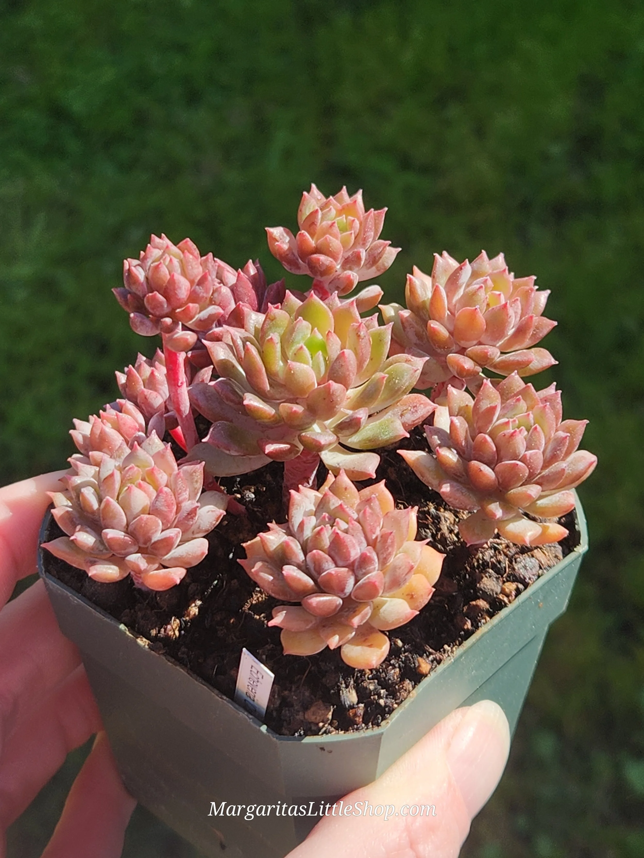 533-A8	Echeveria 'Chrissy N Ryan'