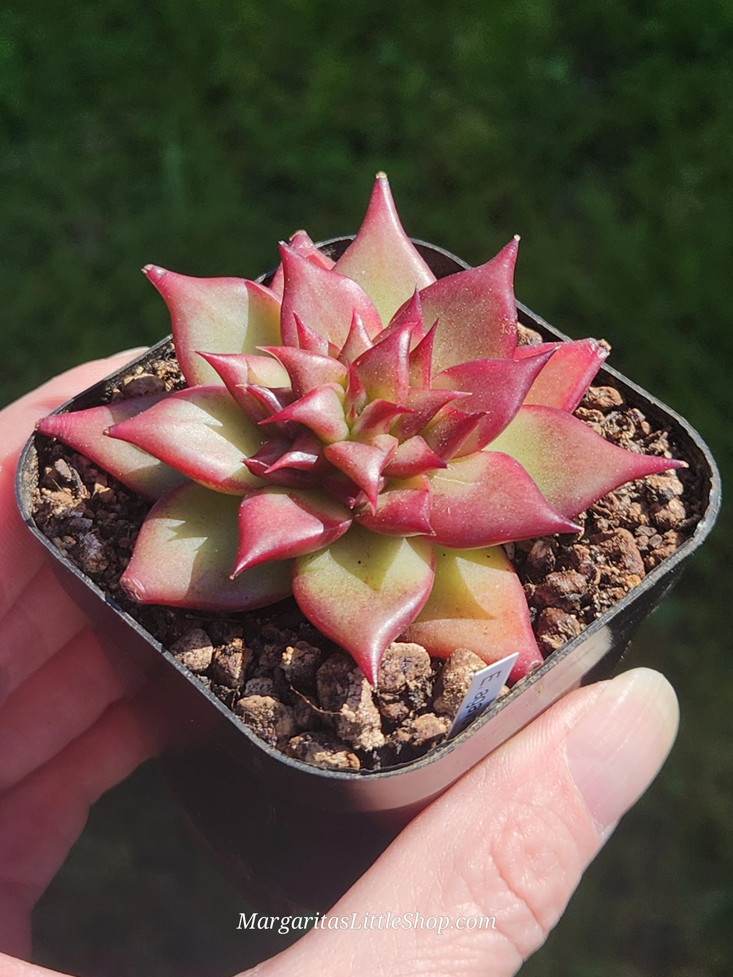 533-D5	Echeveria agavoides 'Luming'