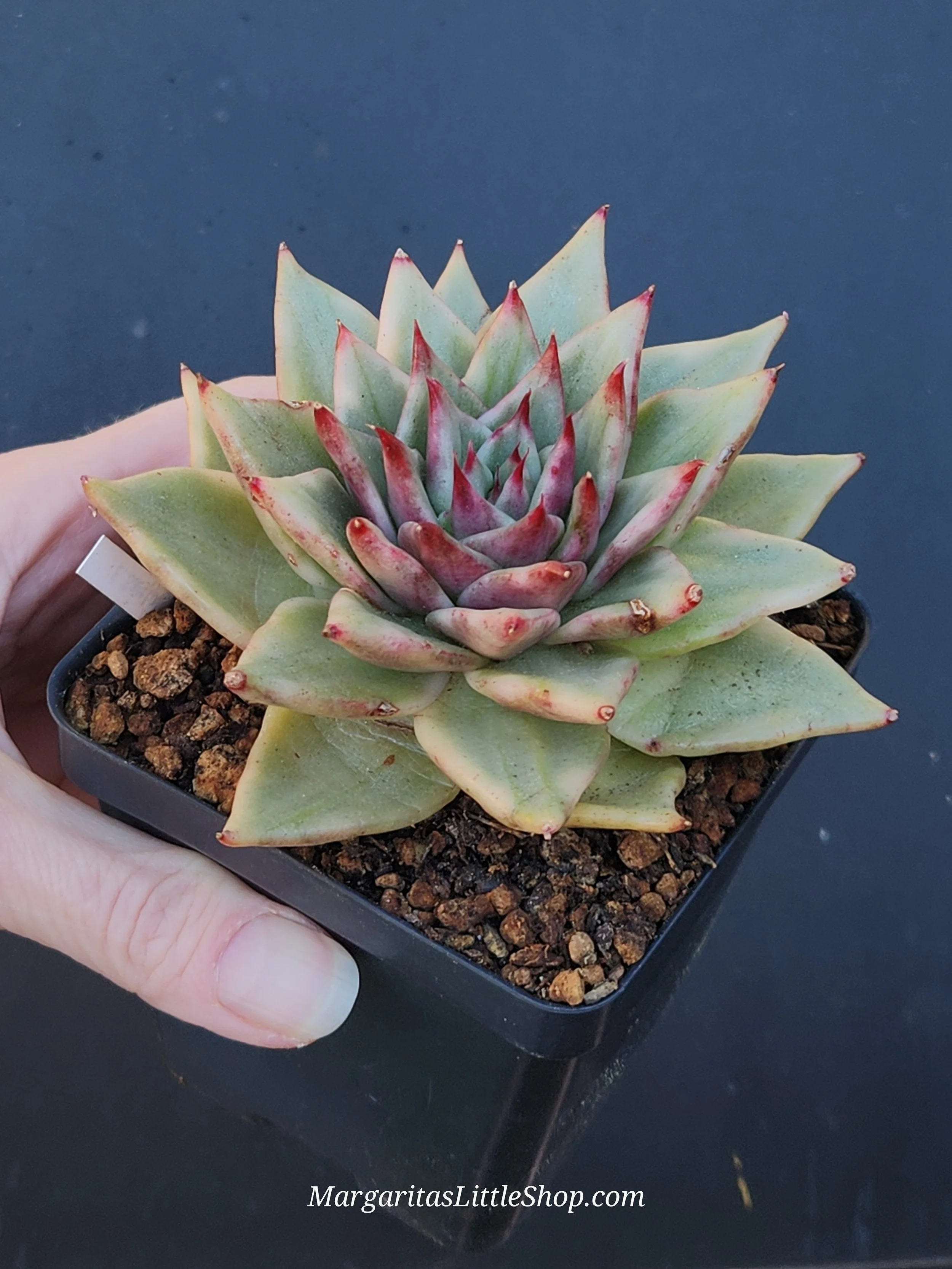532-B6	Echeveria agavoides 'Saint Louis' f. variegata