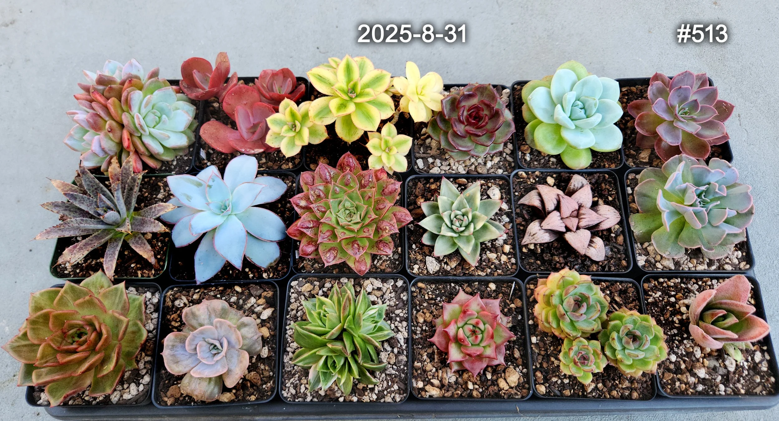 2025-8-31