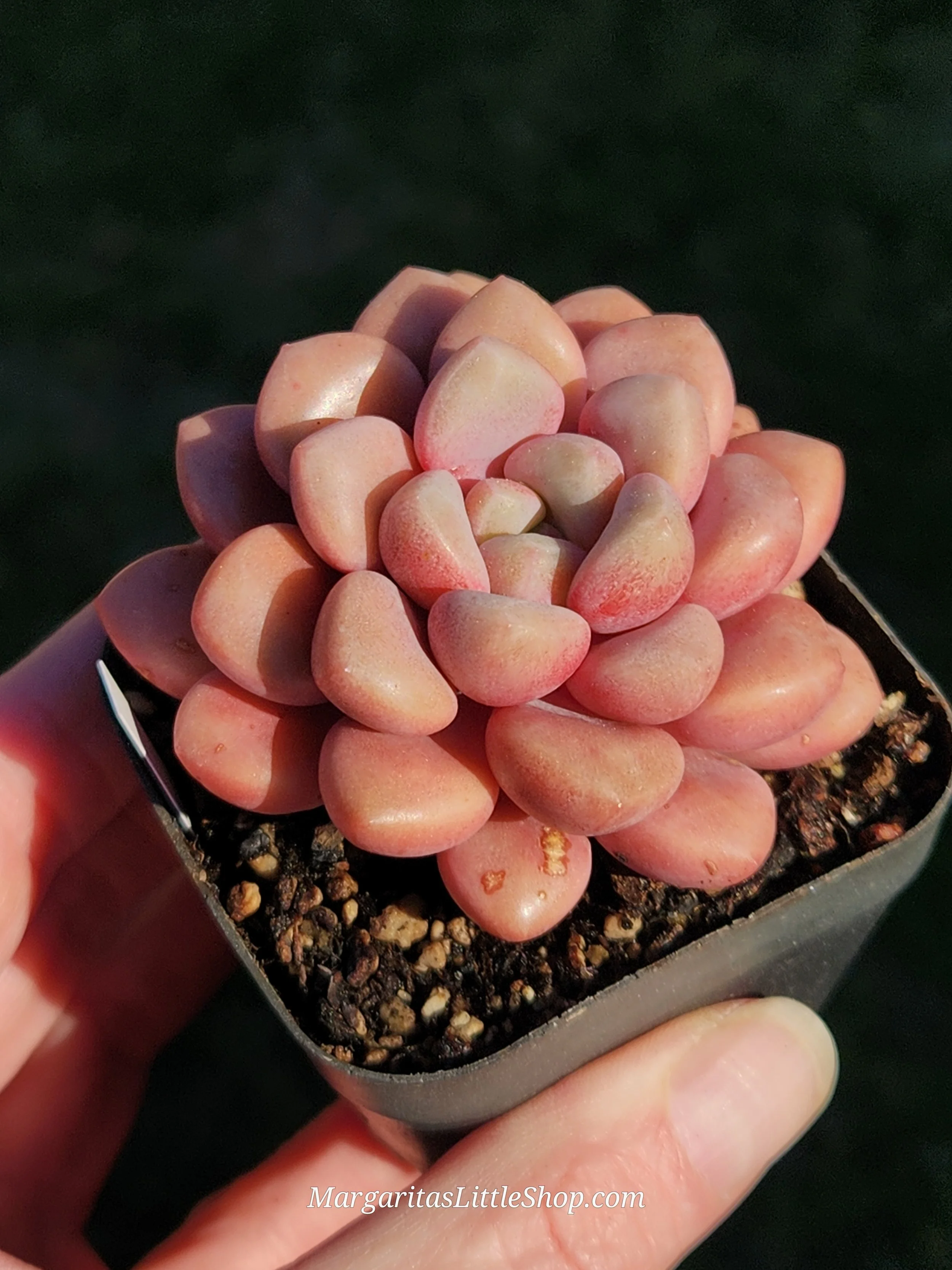 531-D5	Echeveria 'Arandron'