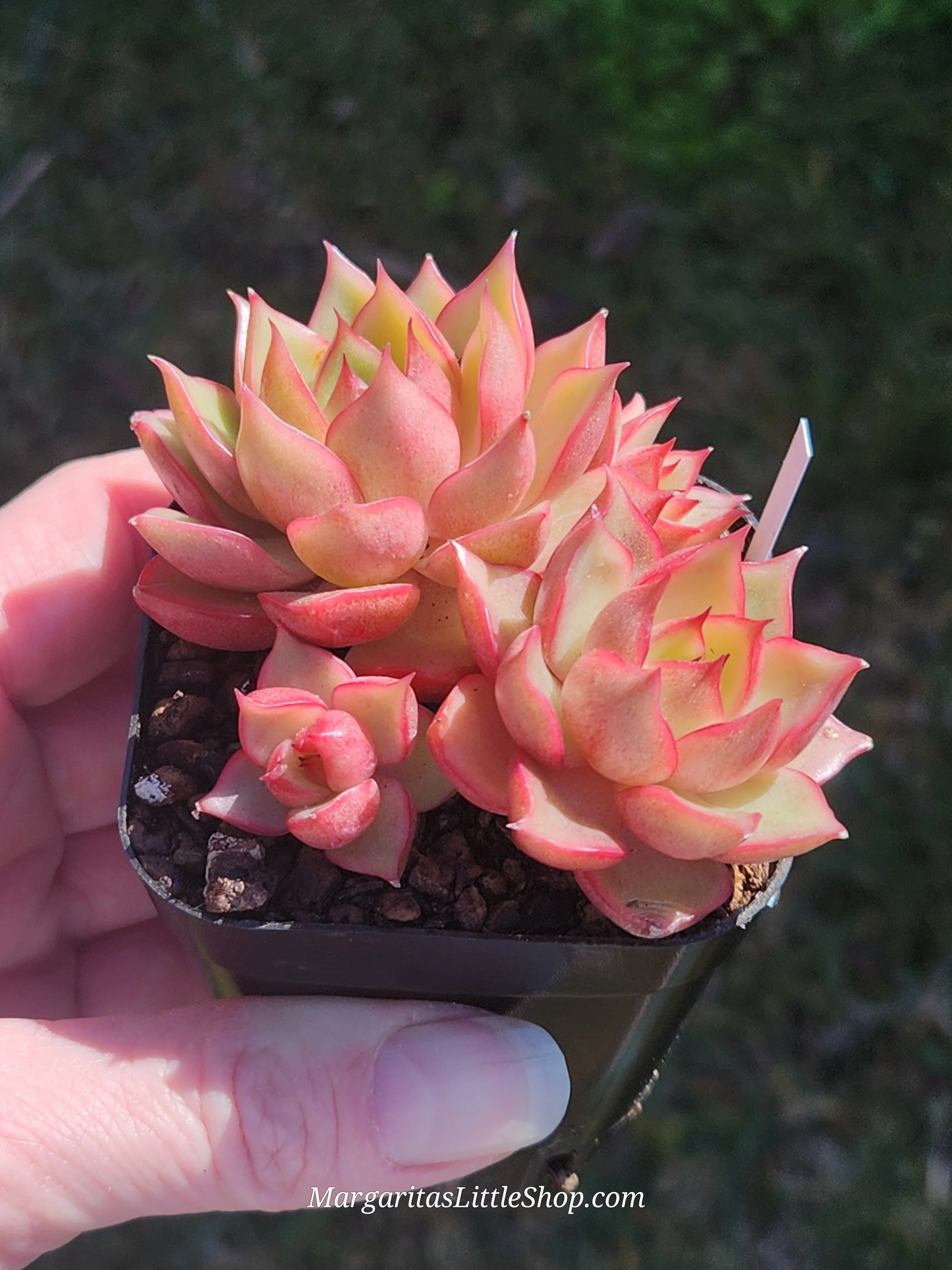 533-A2	Echeveria agavoides 'Pink Dragon'