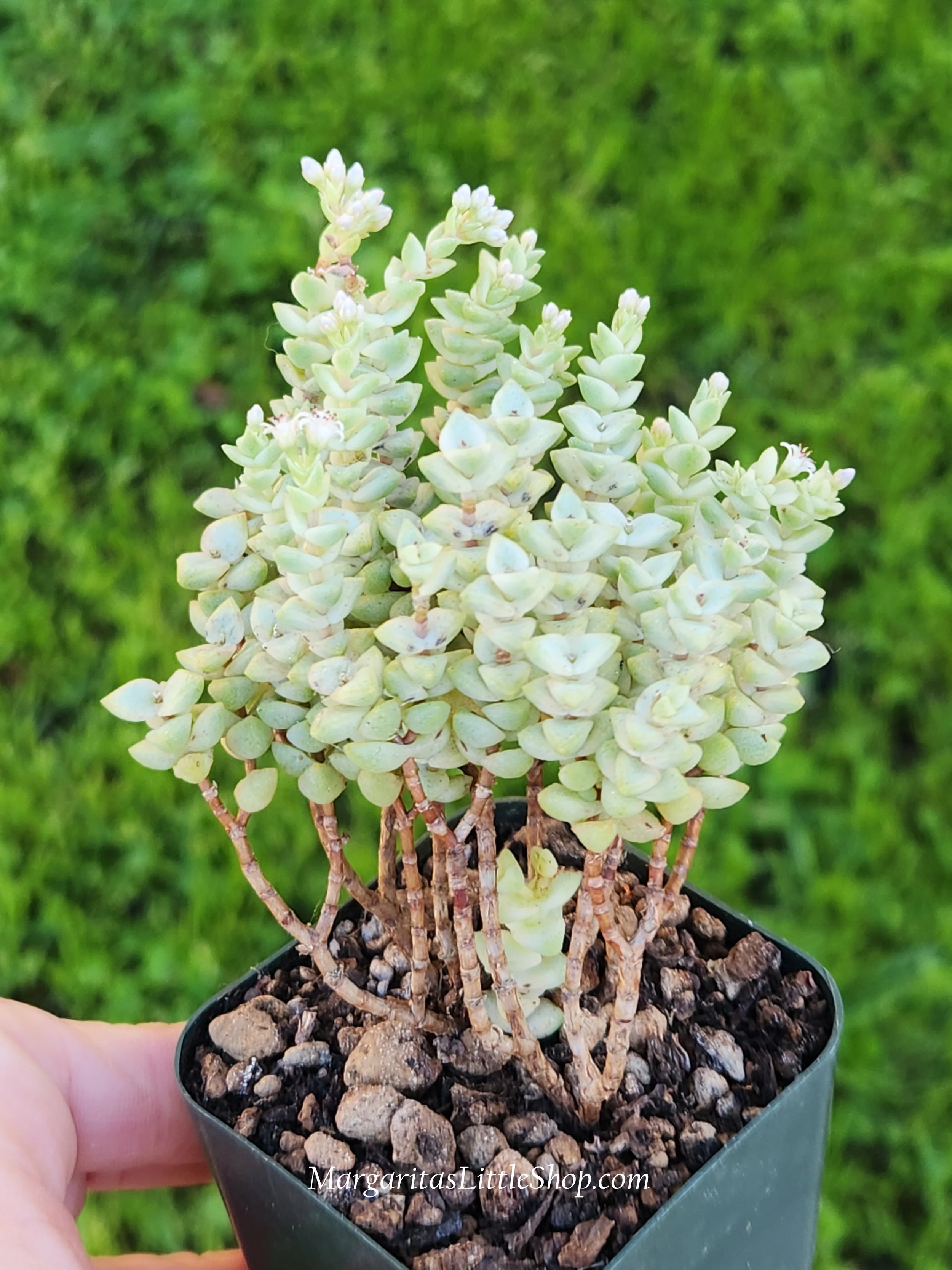 531-A7	Crassula rupestris 'Tom Thumb' f. variegata