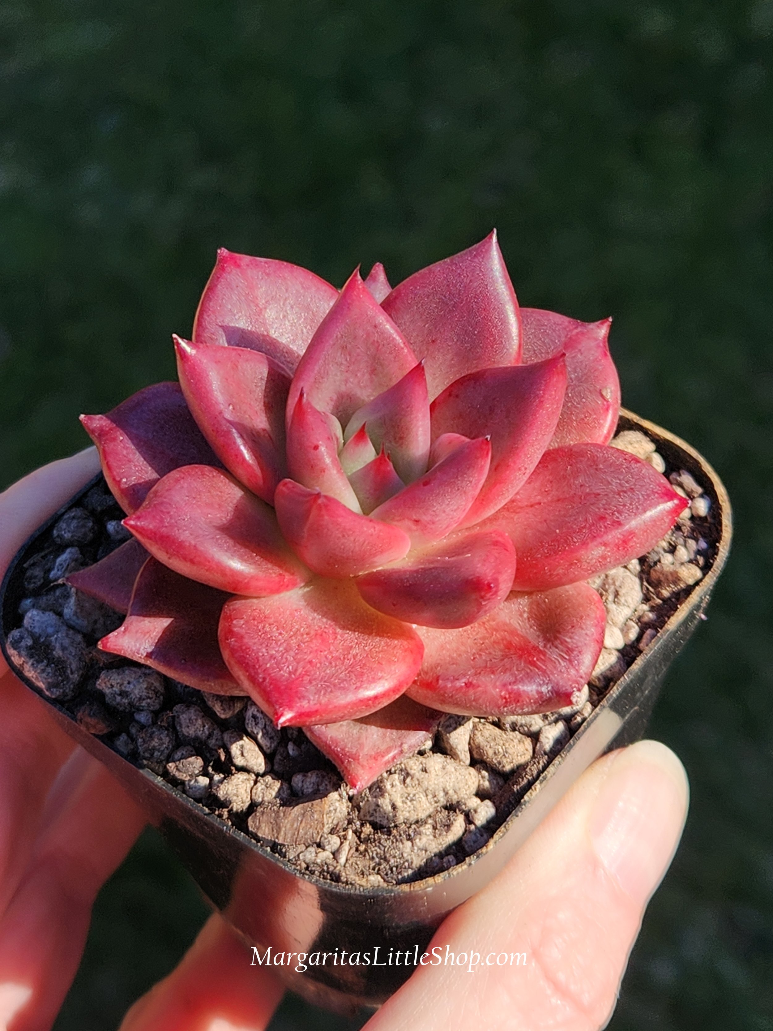 531-B3	Echeveria agavoides 'Primory'