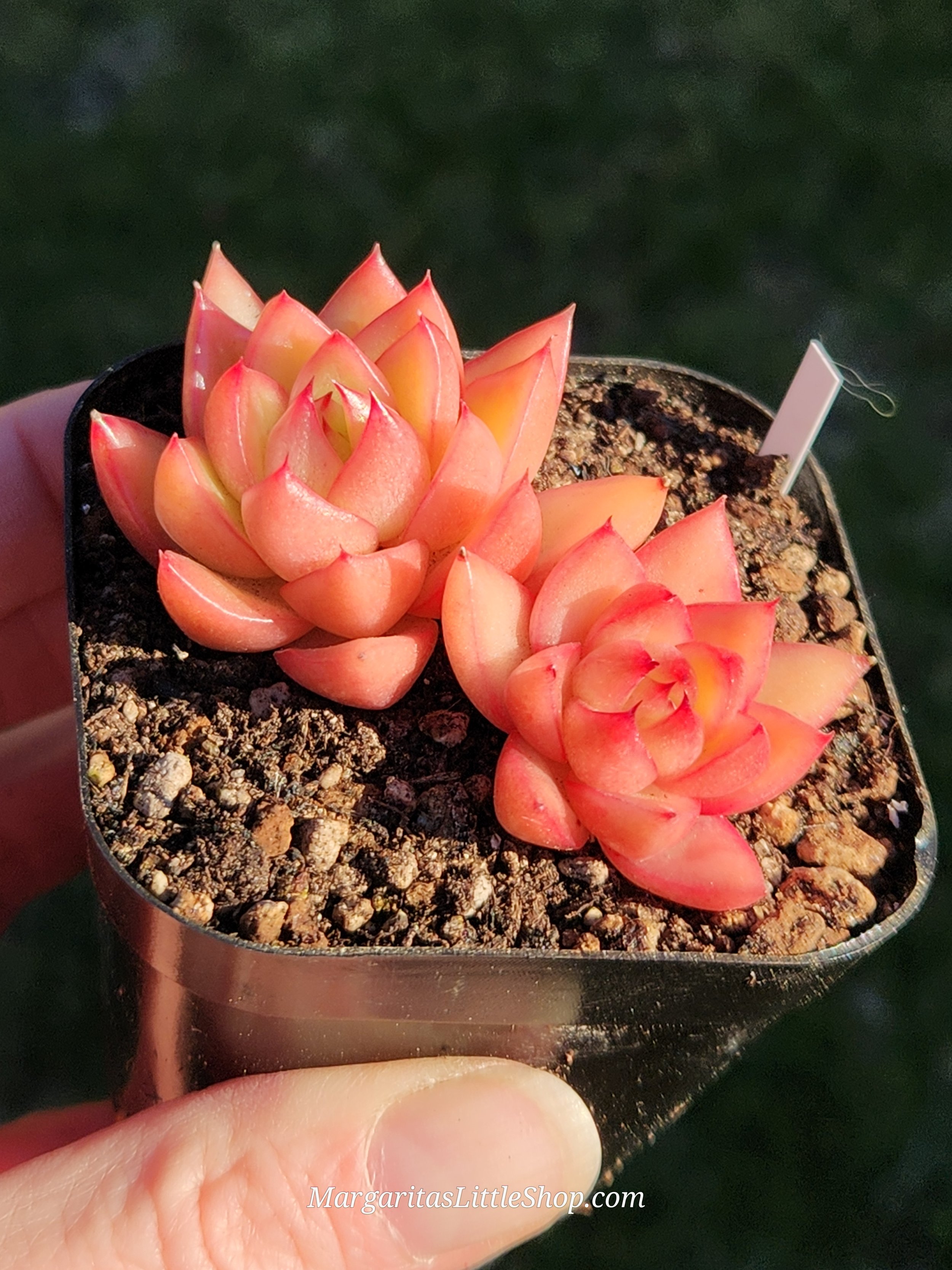 531-D7	Echeveria agavoides 'Red Fox'