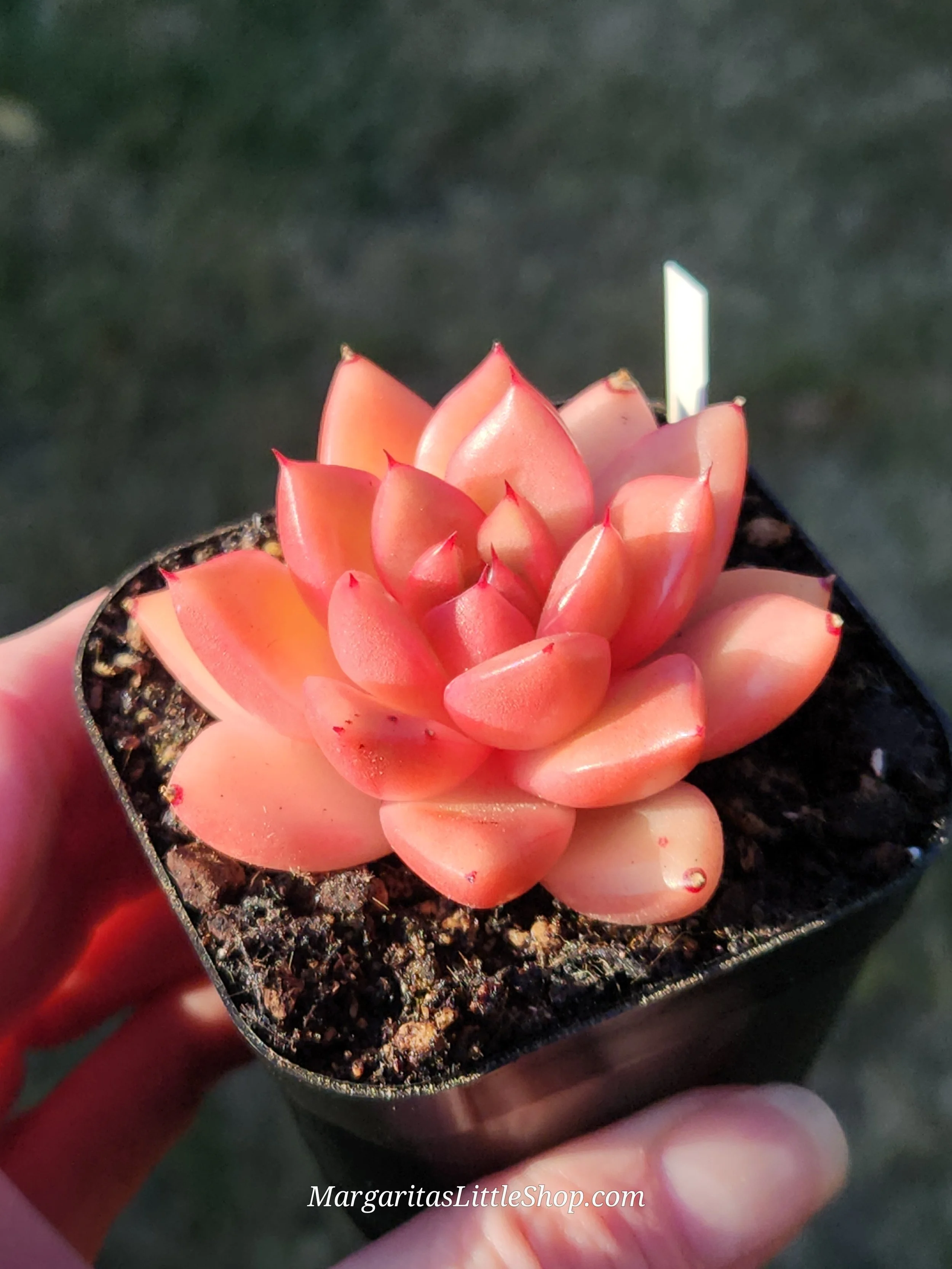 527-C4	Echeveria agavoides 'Sweet Bella'