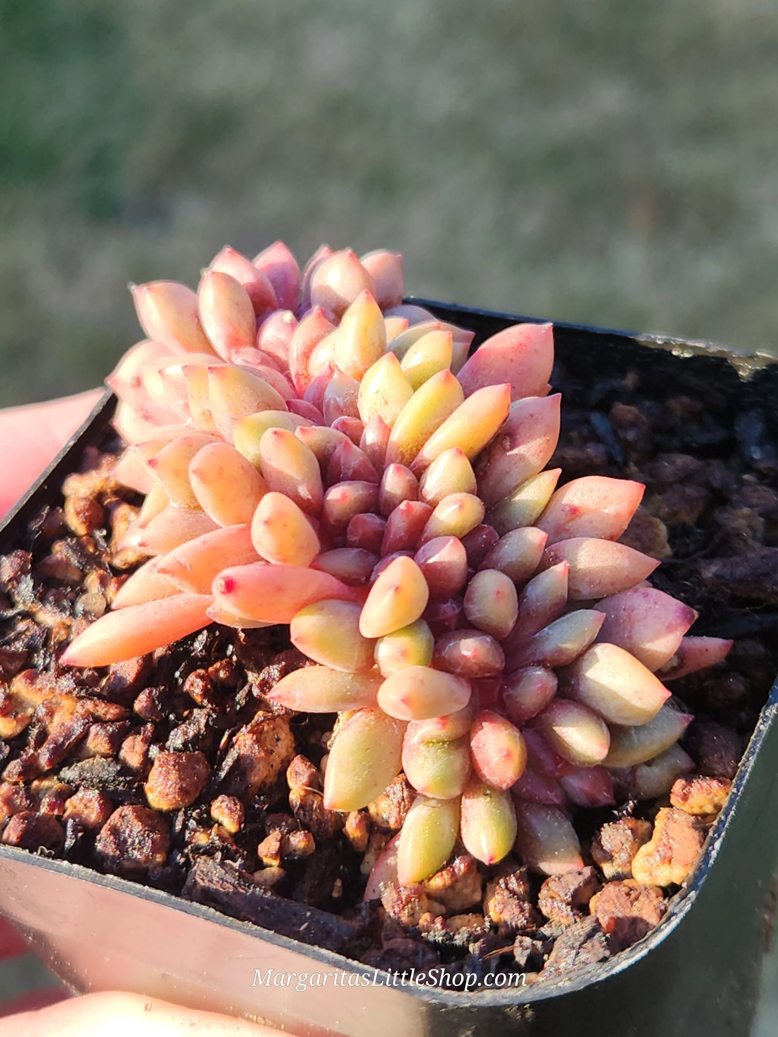 527-C8	Echeveria 'Ariel' f. cristata