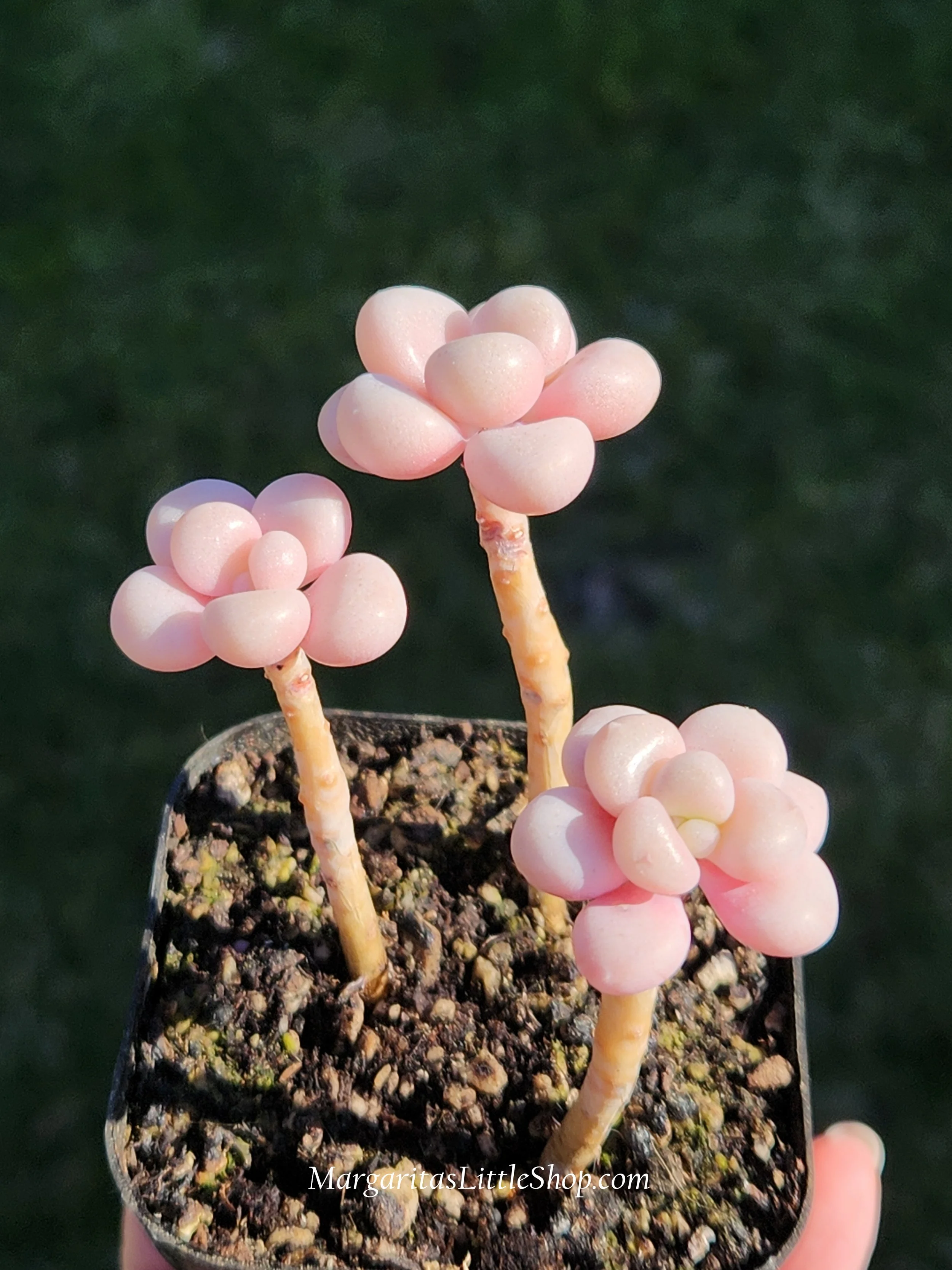 531-A6	Graptopetalum 'Ellen'