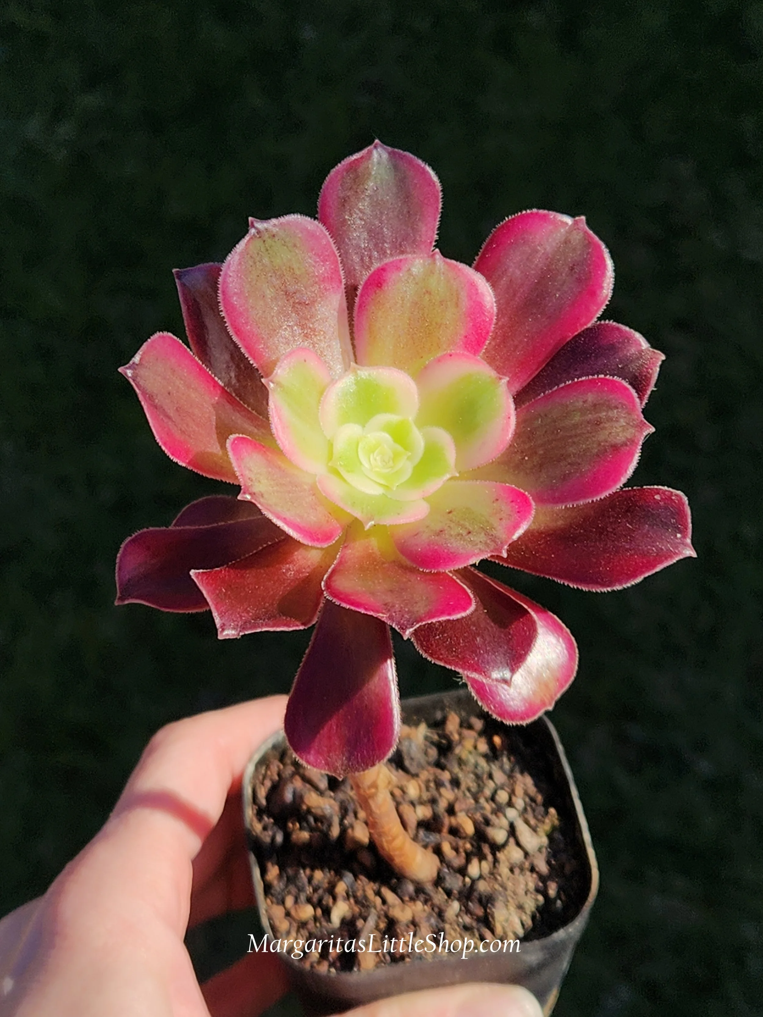 531-A8	Aeonium 'Medusa'