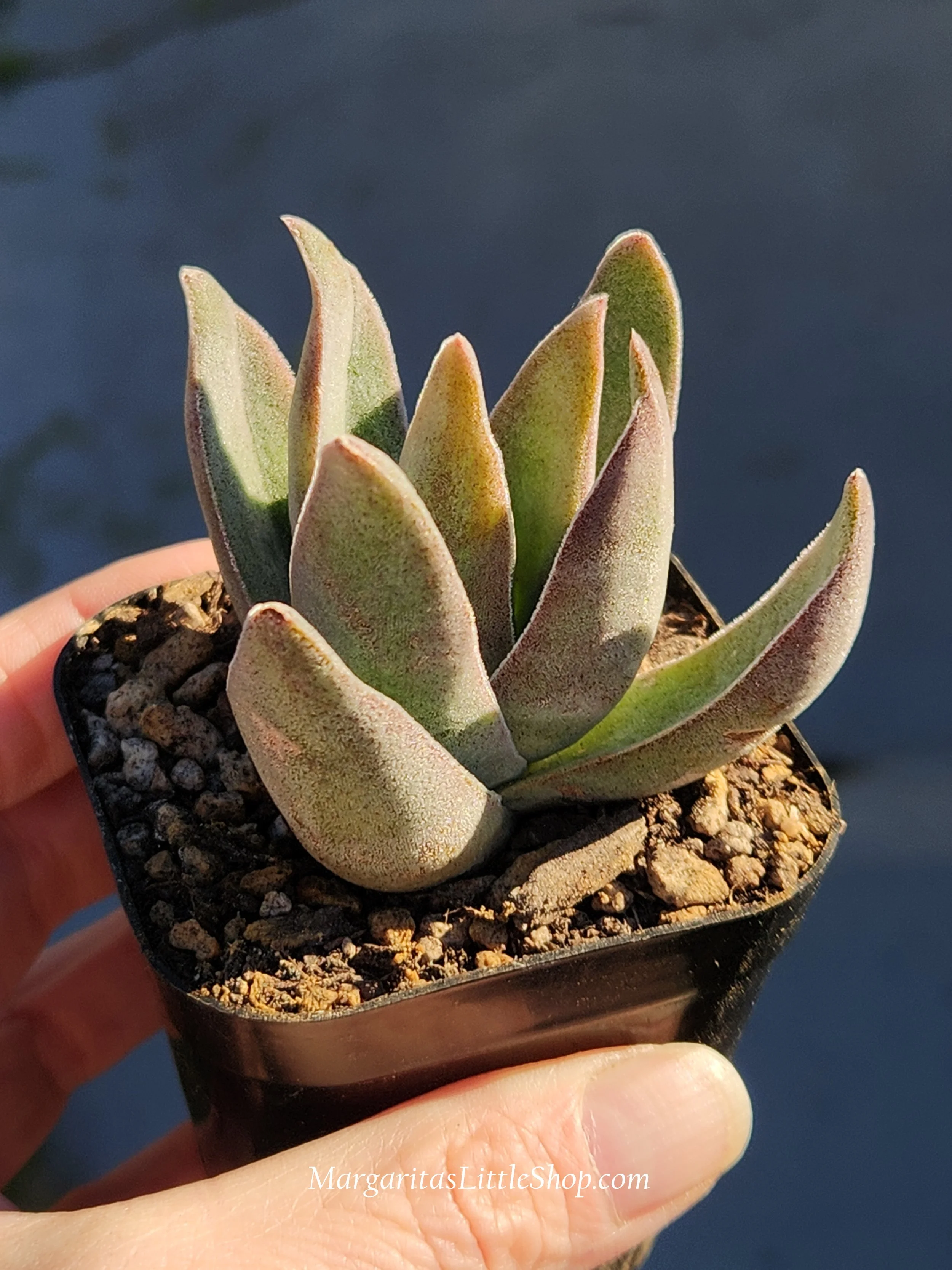 531-A3	Crassula 'Garnet Lotus'