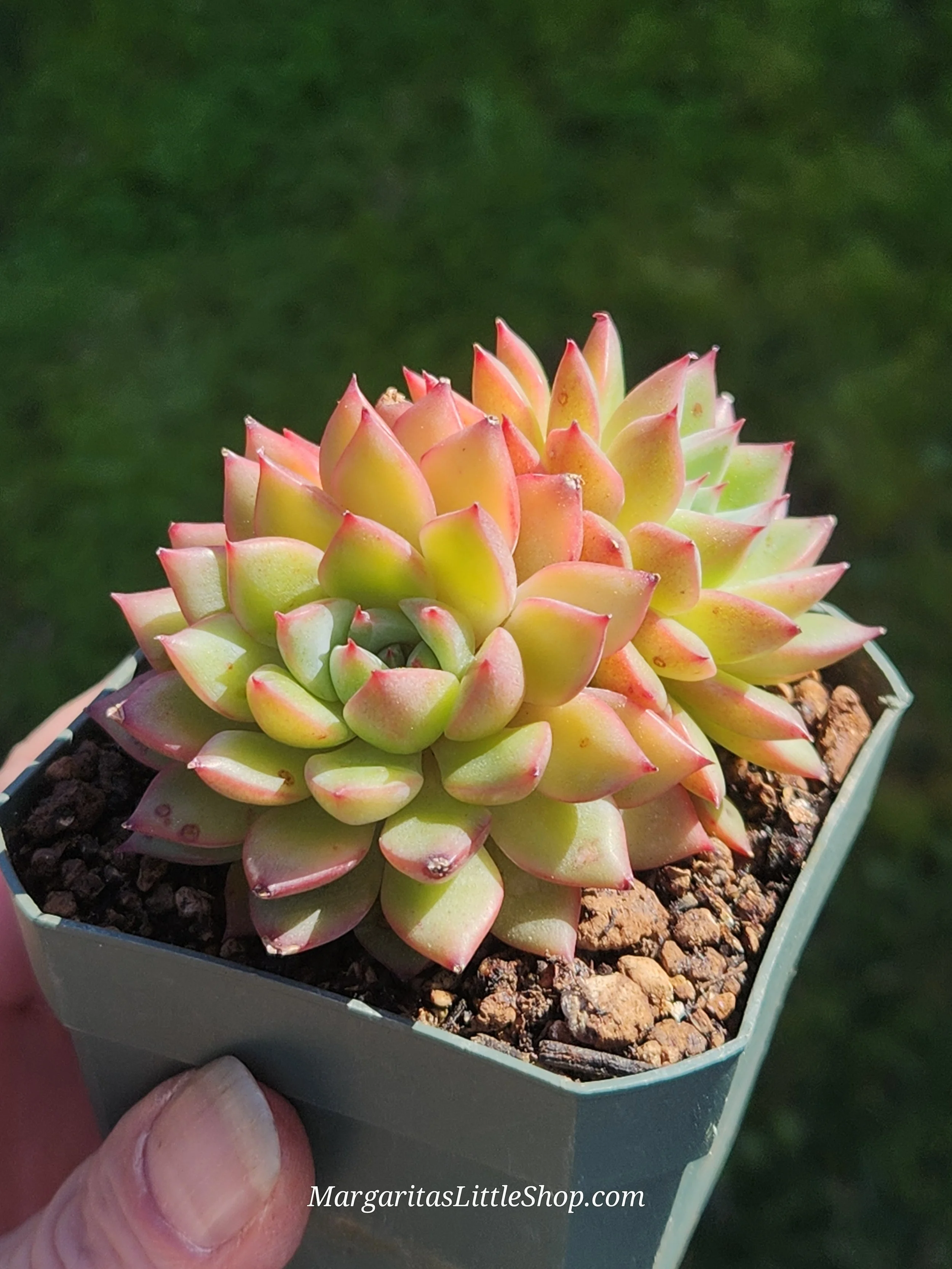 533-D2	Echeveria 'Jade Luck'