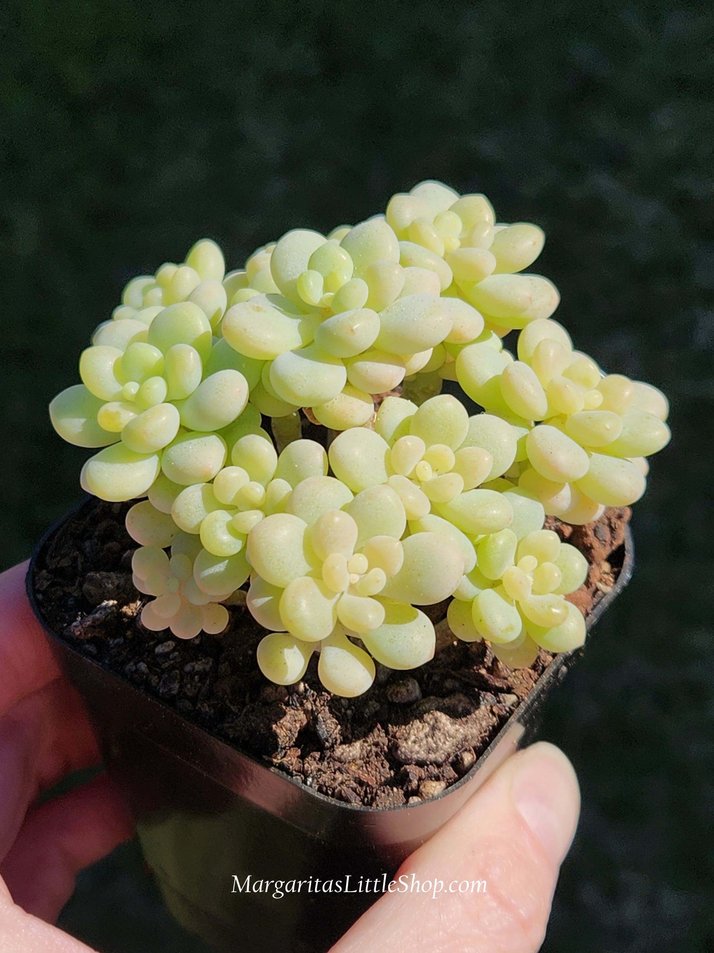 531-A1	Graptopetalum 'Pretty Woman'
