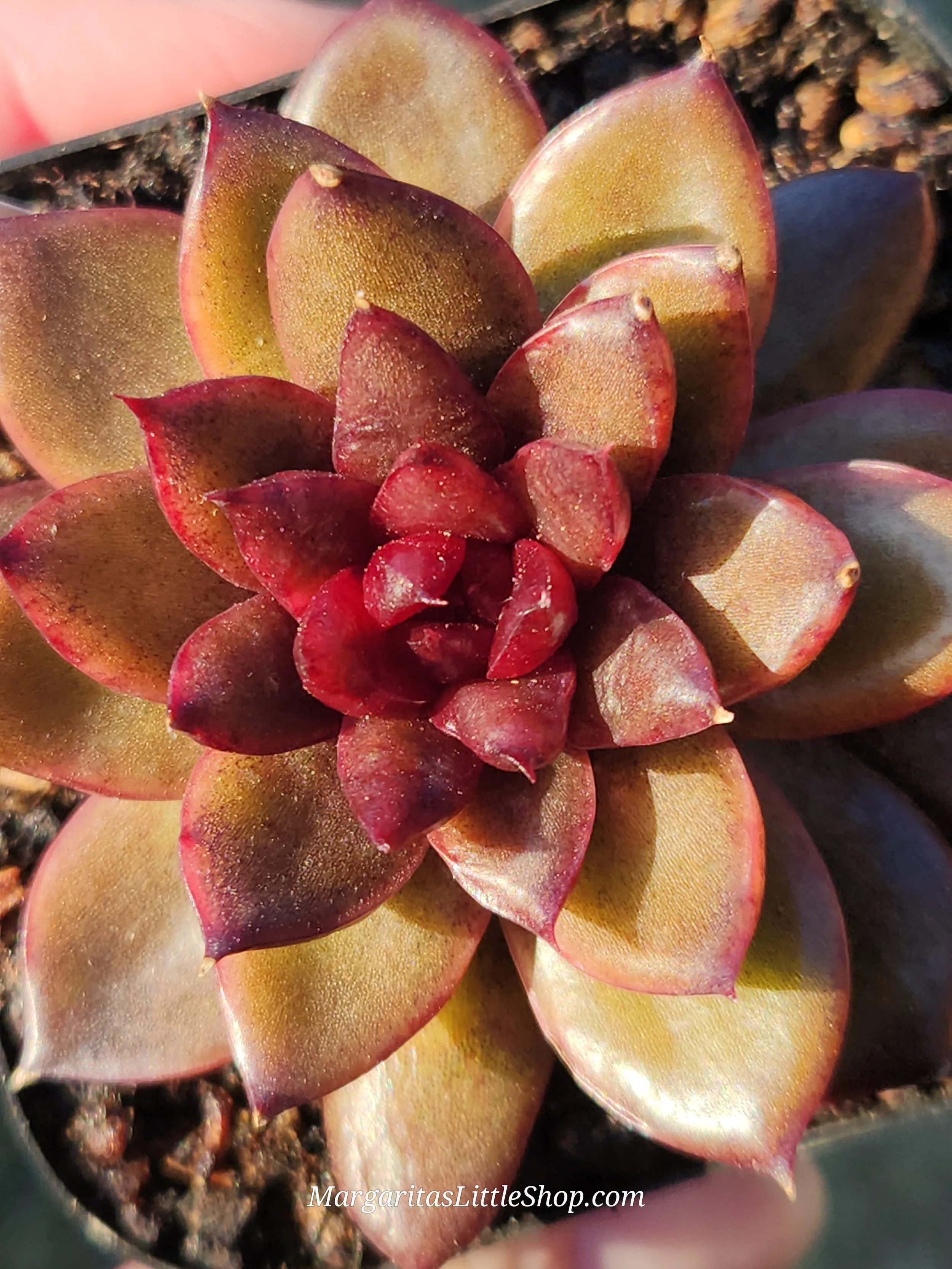 20251213_154501.jpg