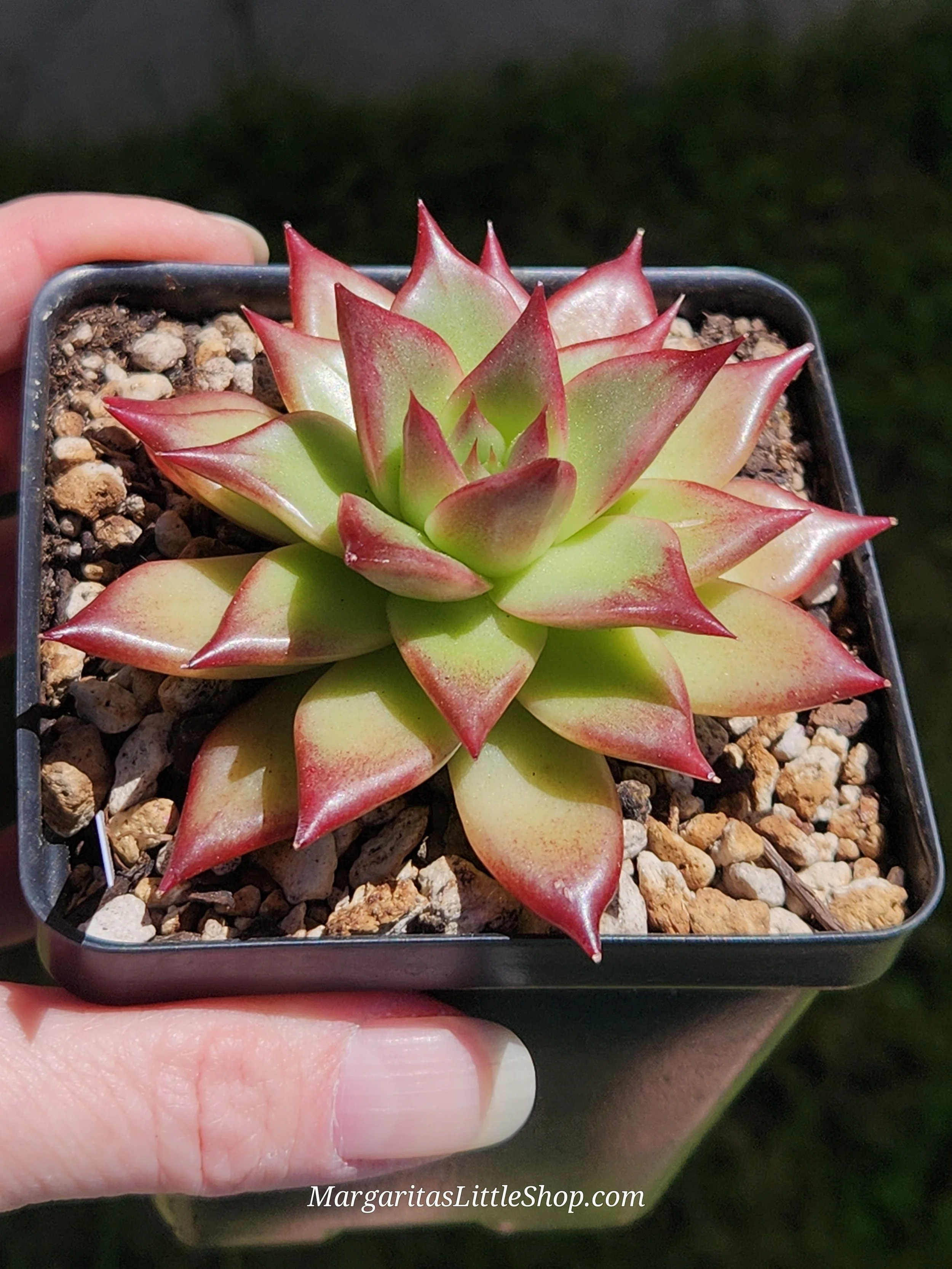 534-C6	Echeveria agavoides 'Red Pole'