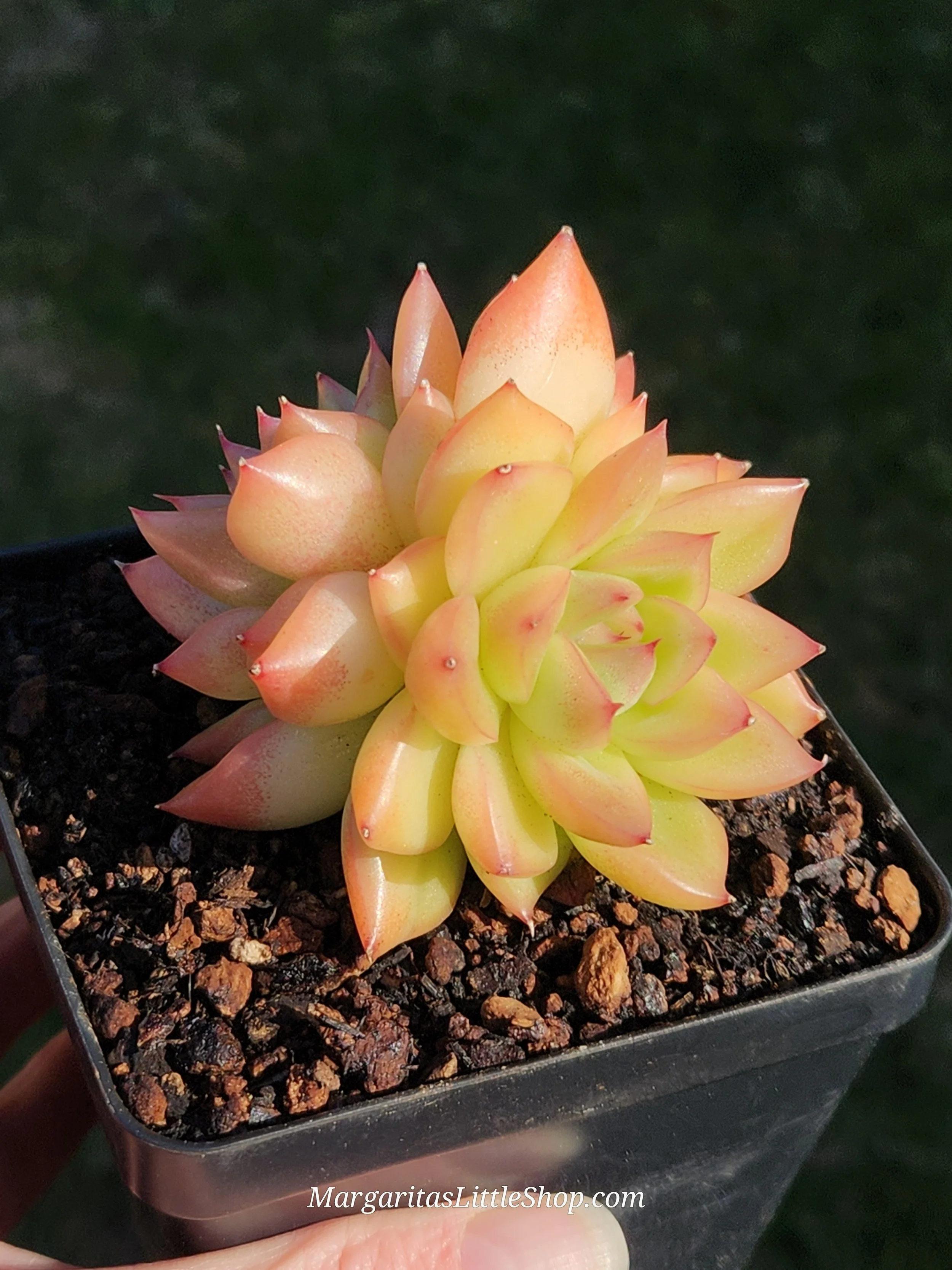 532-B4	Echeveria agavoides 'Floridity'