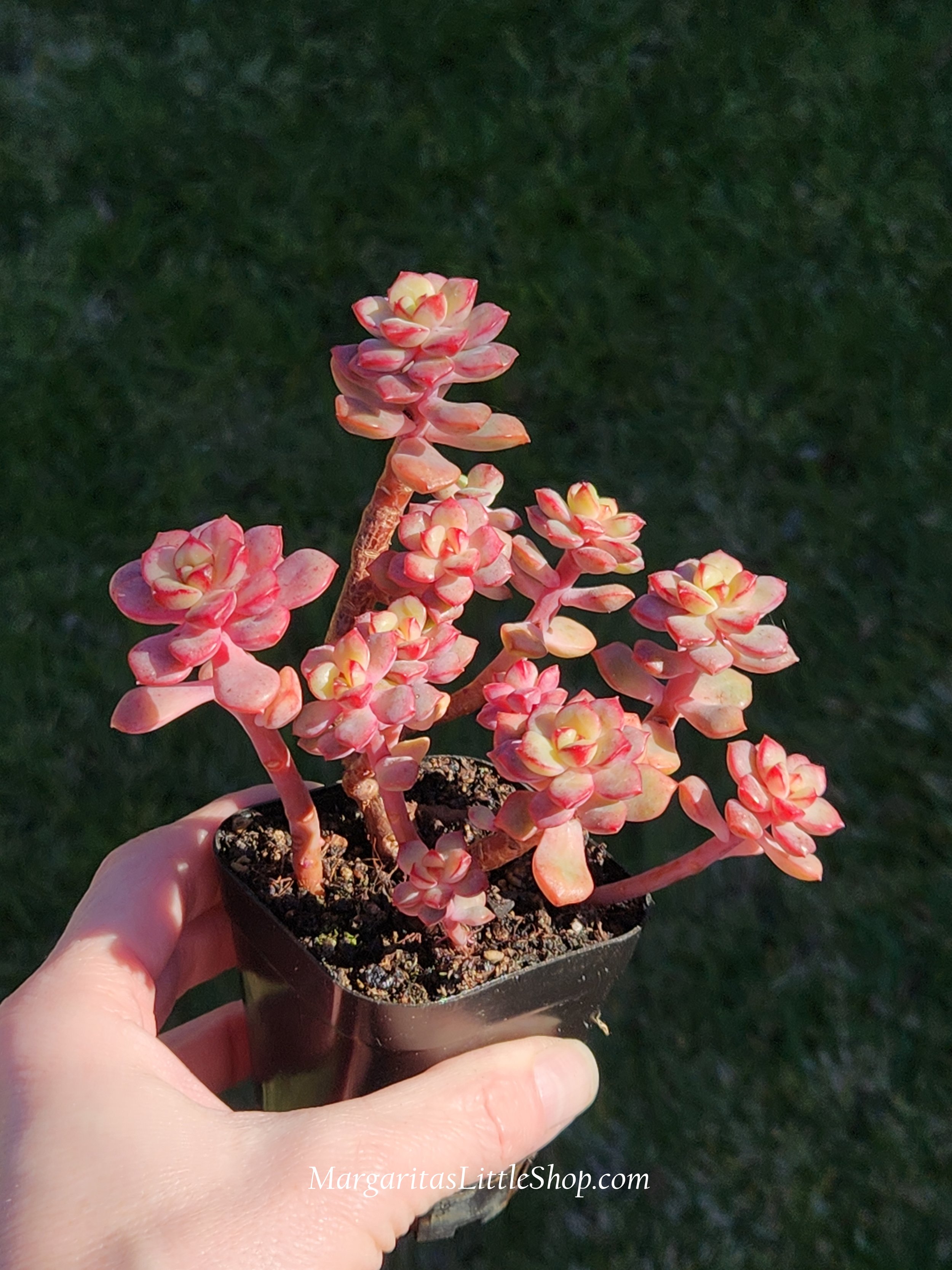 531-A4	Sedum 'Tango'