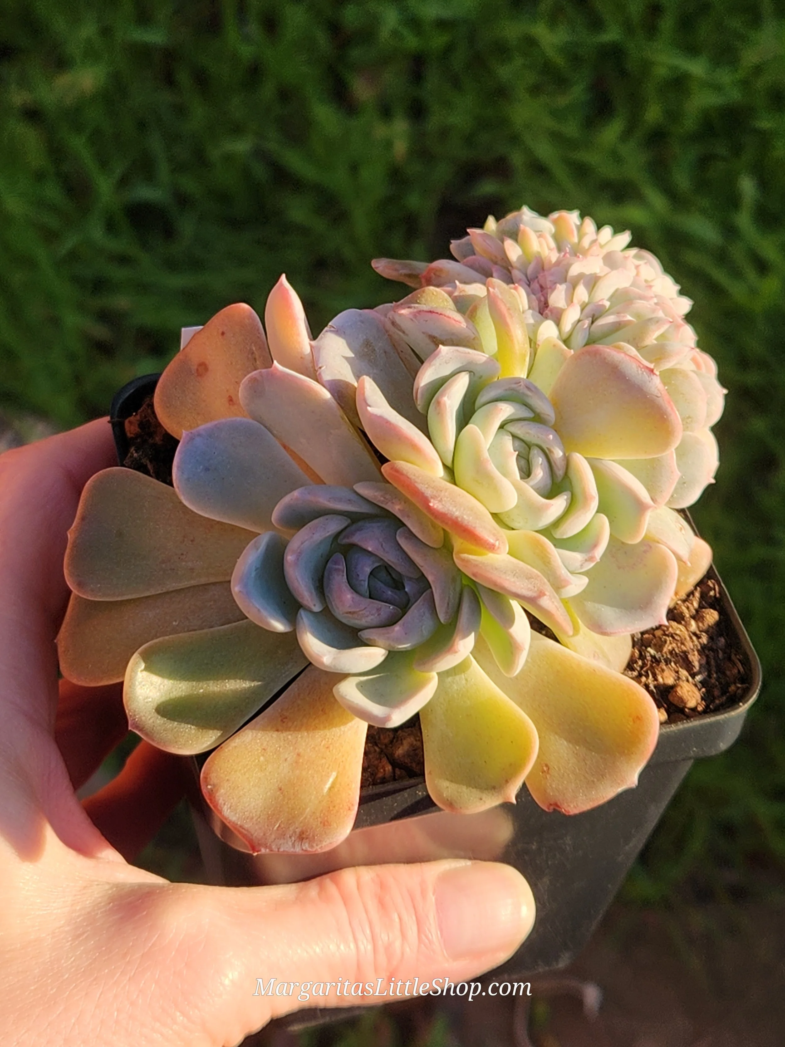530-C5	Echeveria 'Pink Frost' f. cristata