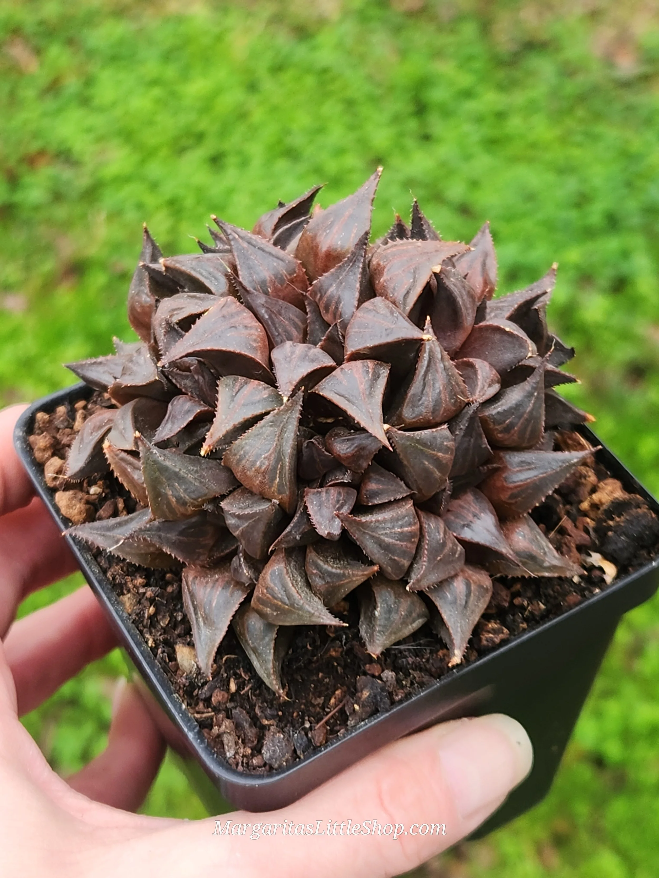 528-B4	Haworthia mirabilis var. badia 'Chocolate'