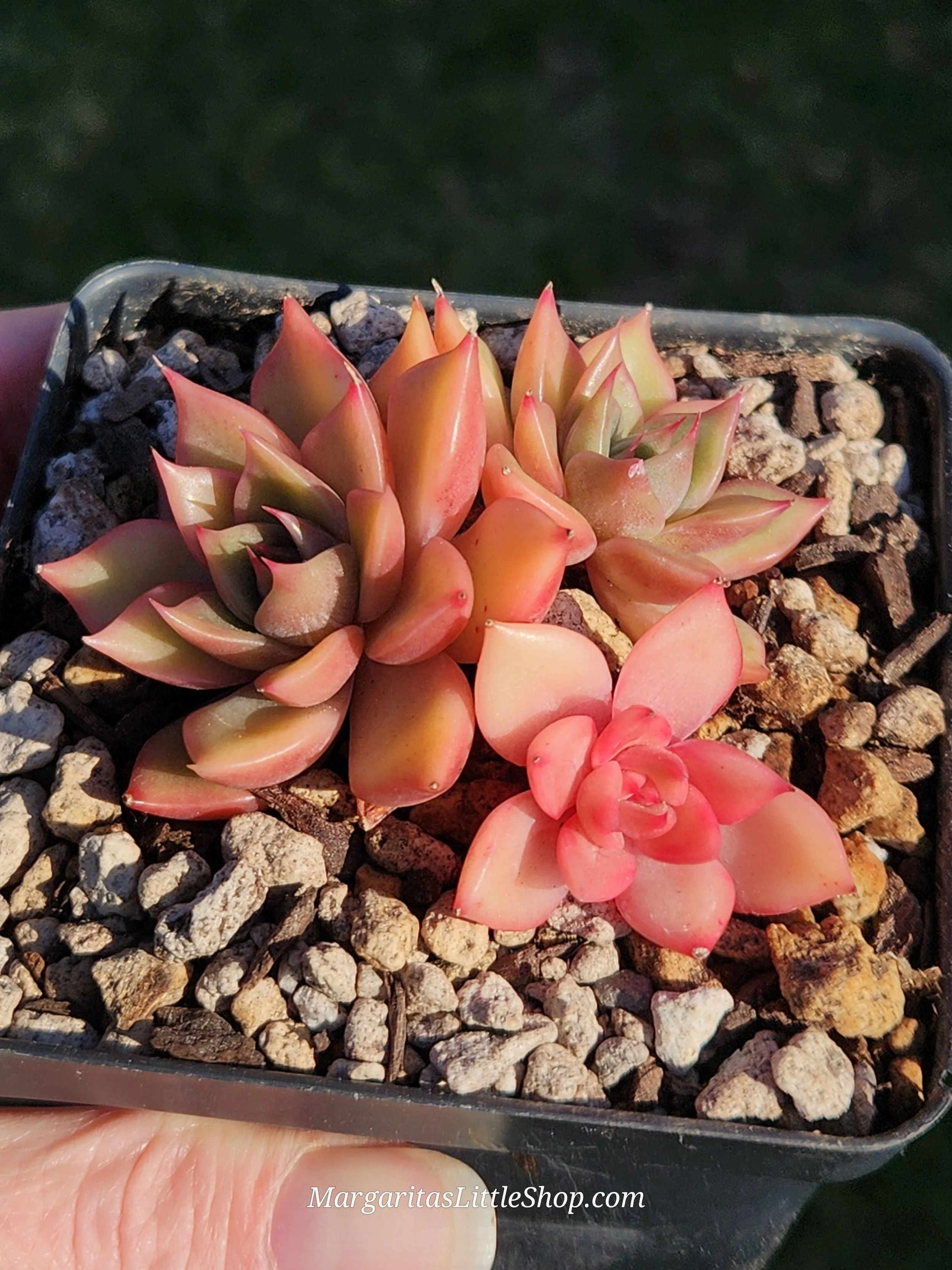 532-B1	Echeveria 'Silonica'