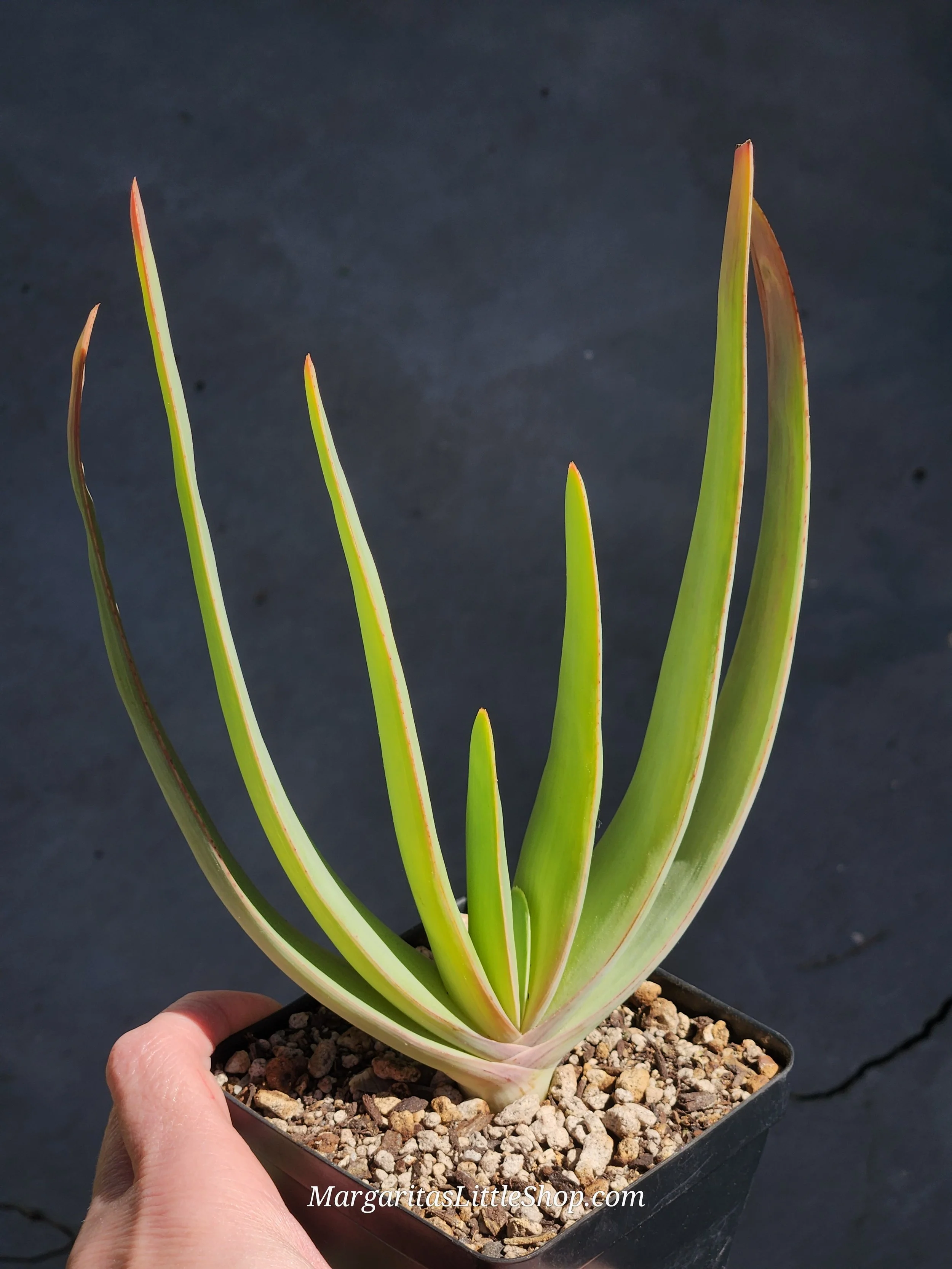 534-A1	Kumara plicatilis (Fan aloe)