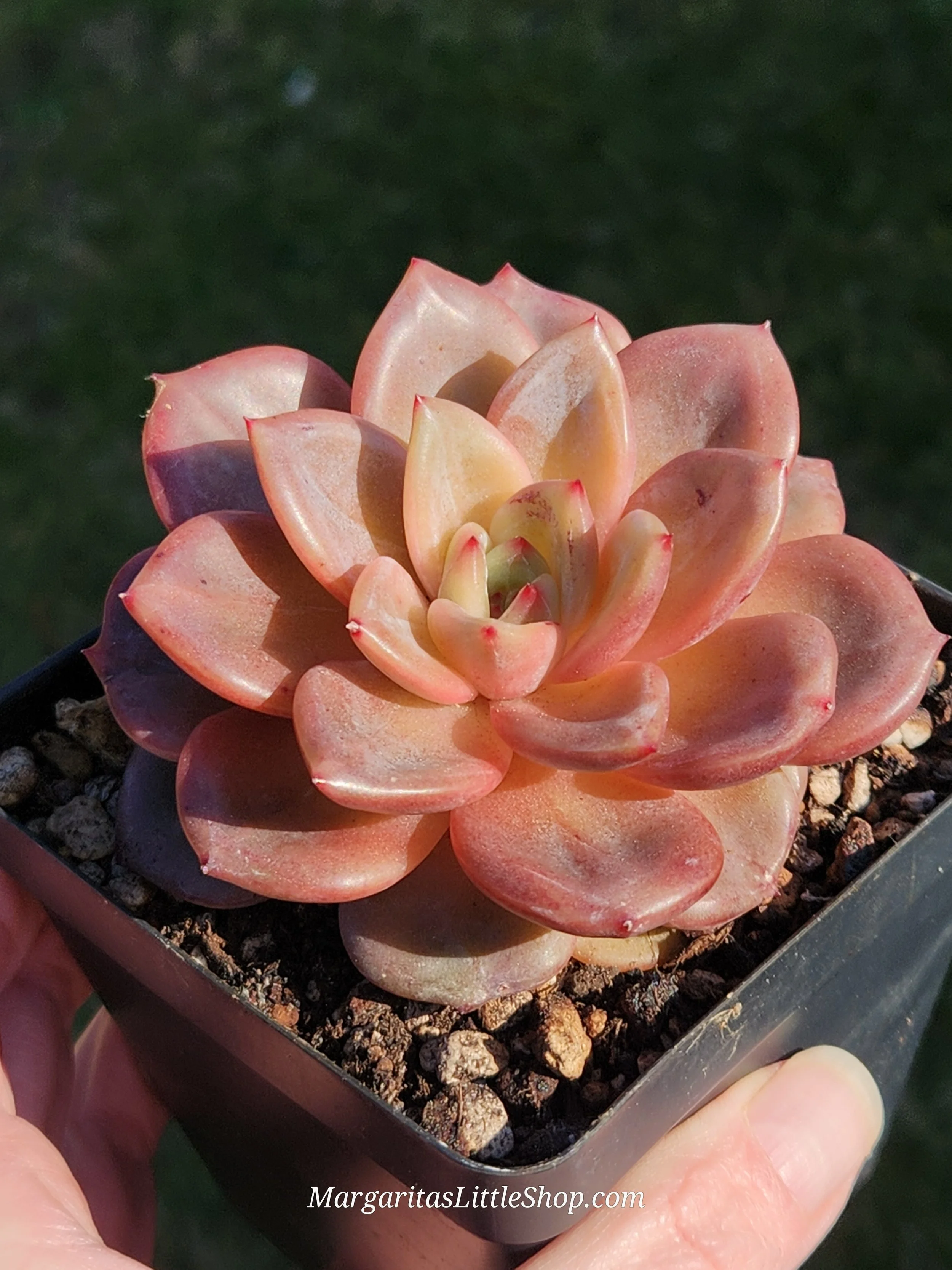532-A6	Echeveria champagne 'Baekya'
