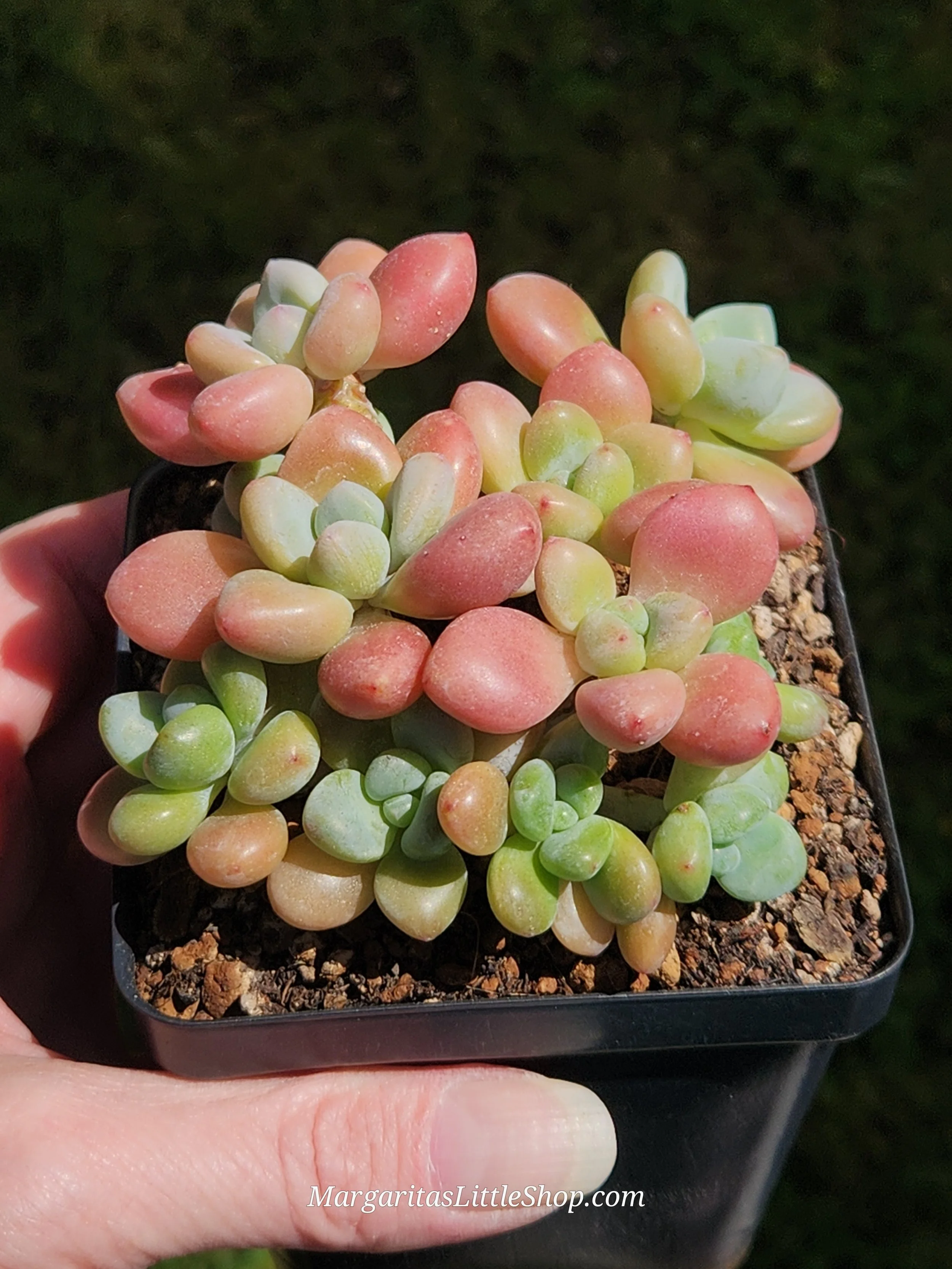 534-B6	Pachyphytum 'Angel Freesia'