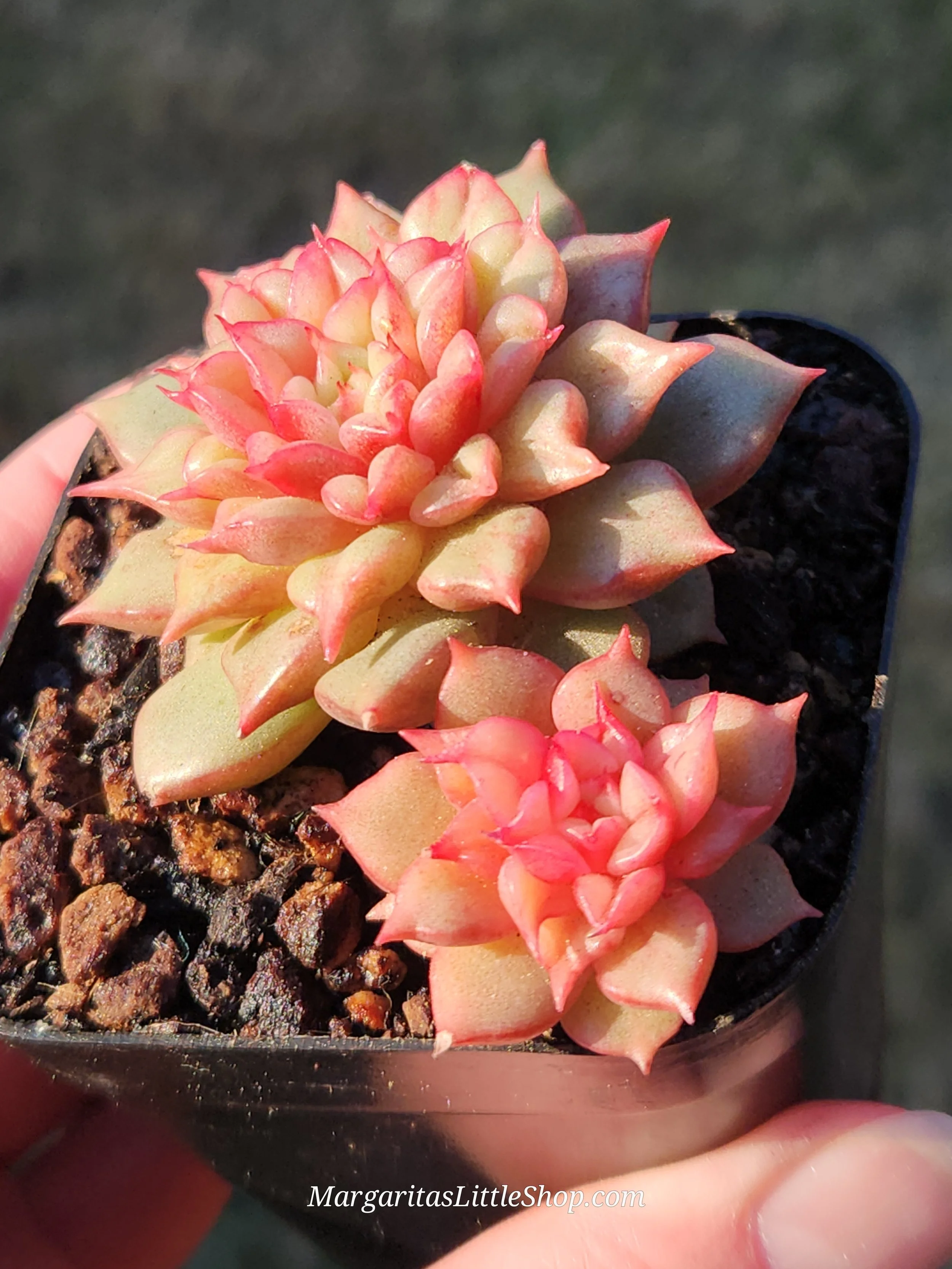 527-D3	Echeveria 'Tesla'