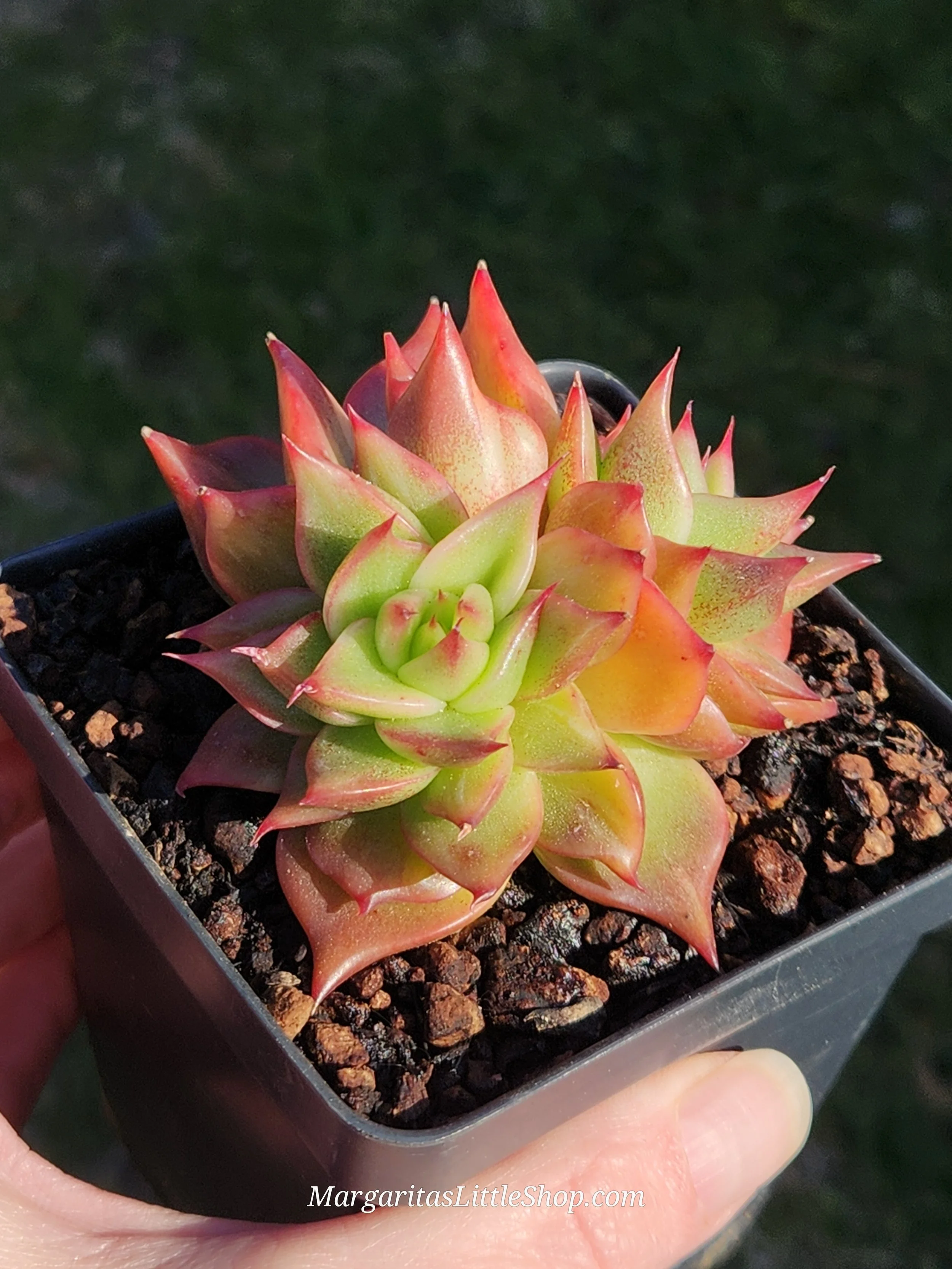 532-B5	Echeveria agavoides 'Red Lance'