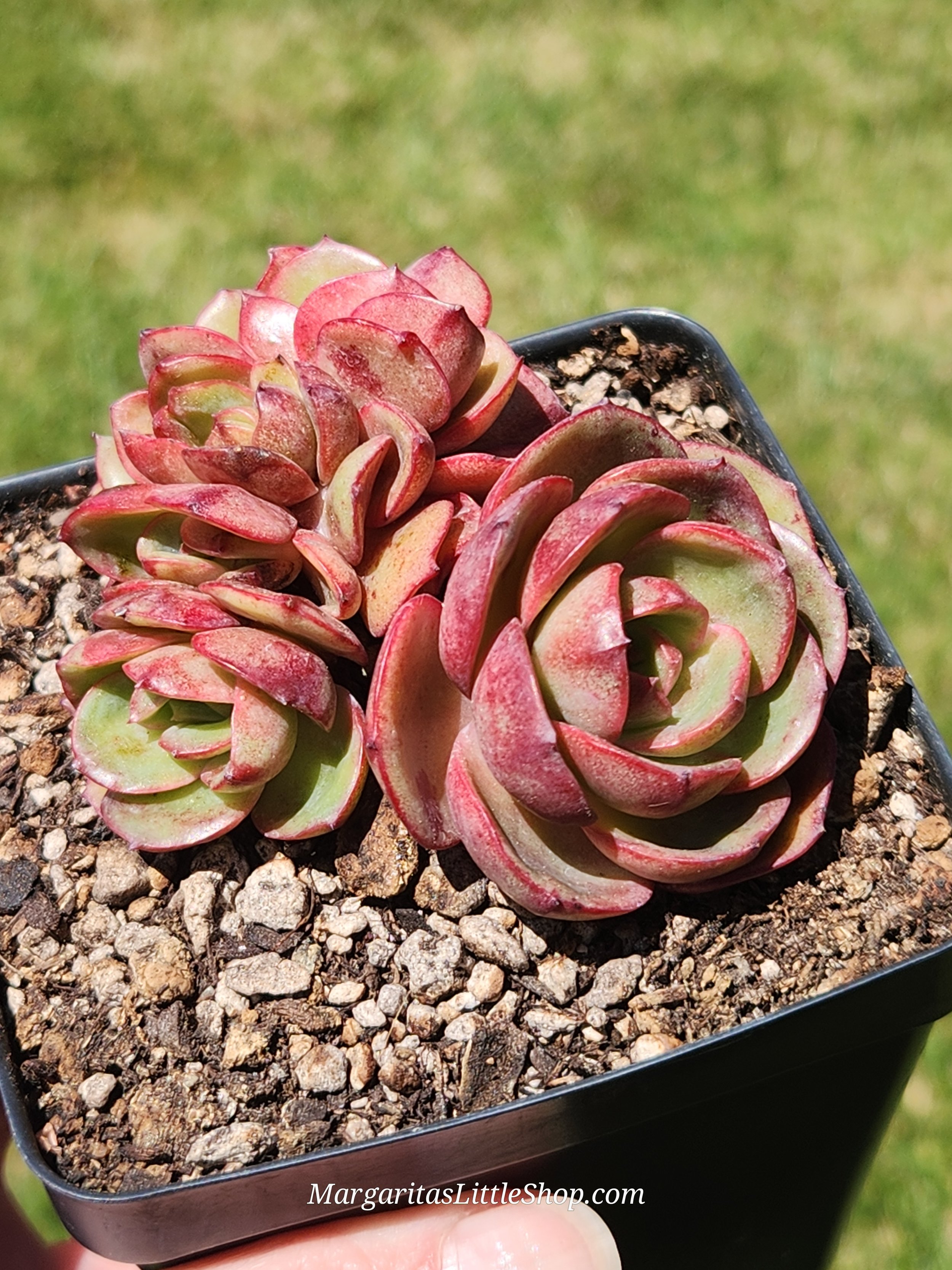 490-B3 Echeveria 'Pink Flora'