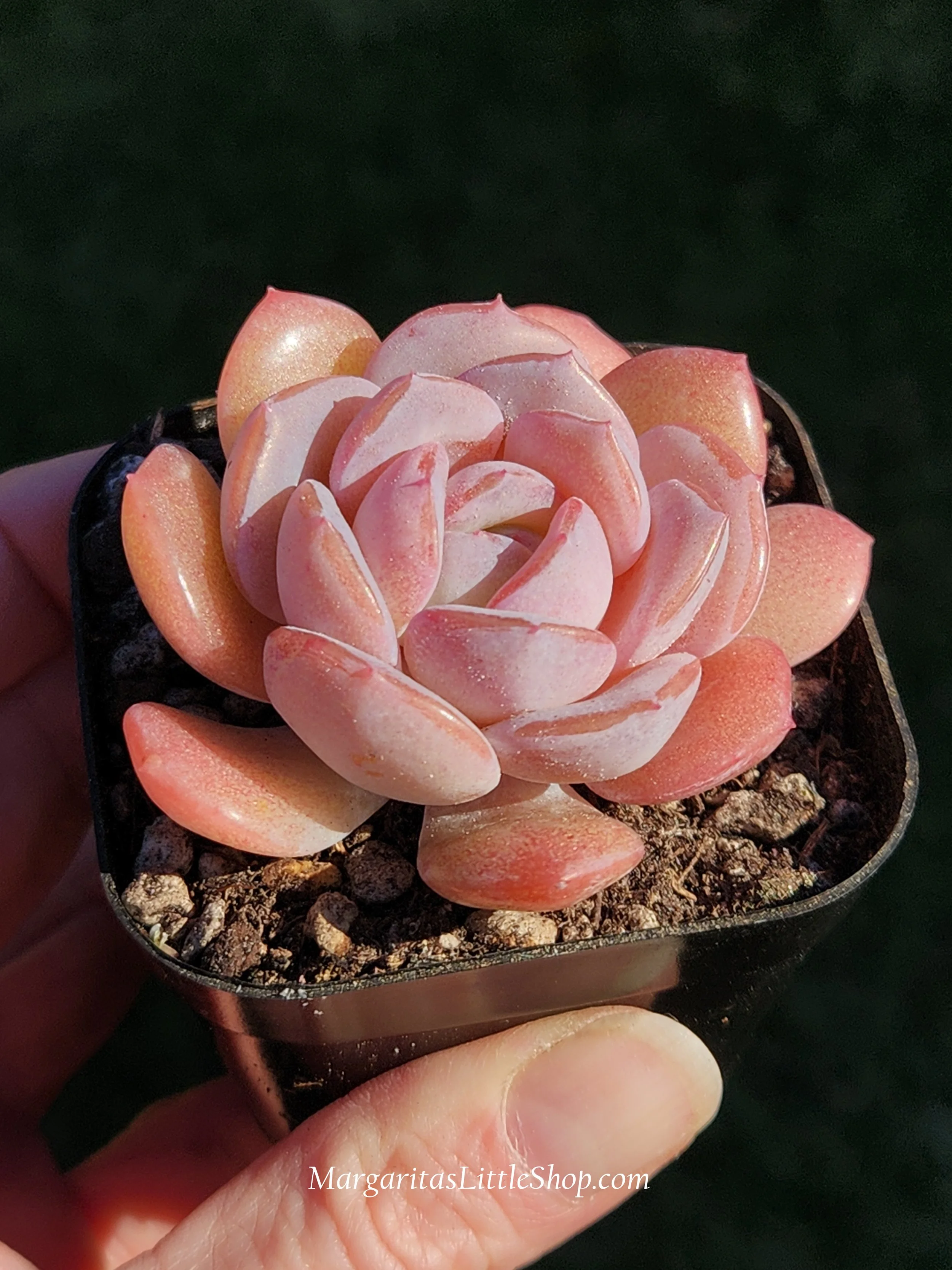 531-B5	Echeveria 'Heart Emotion'