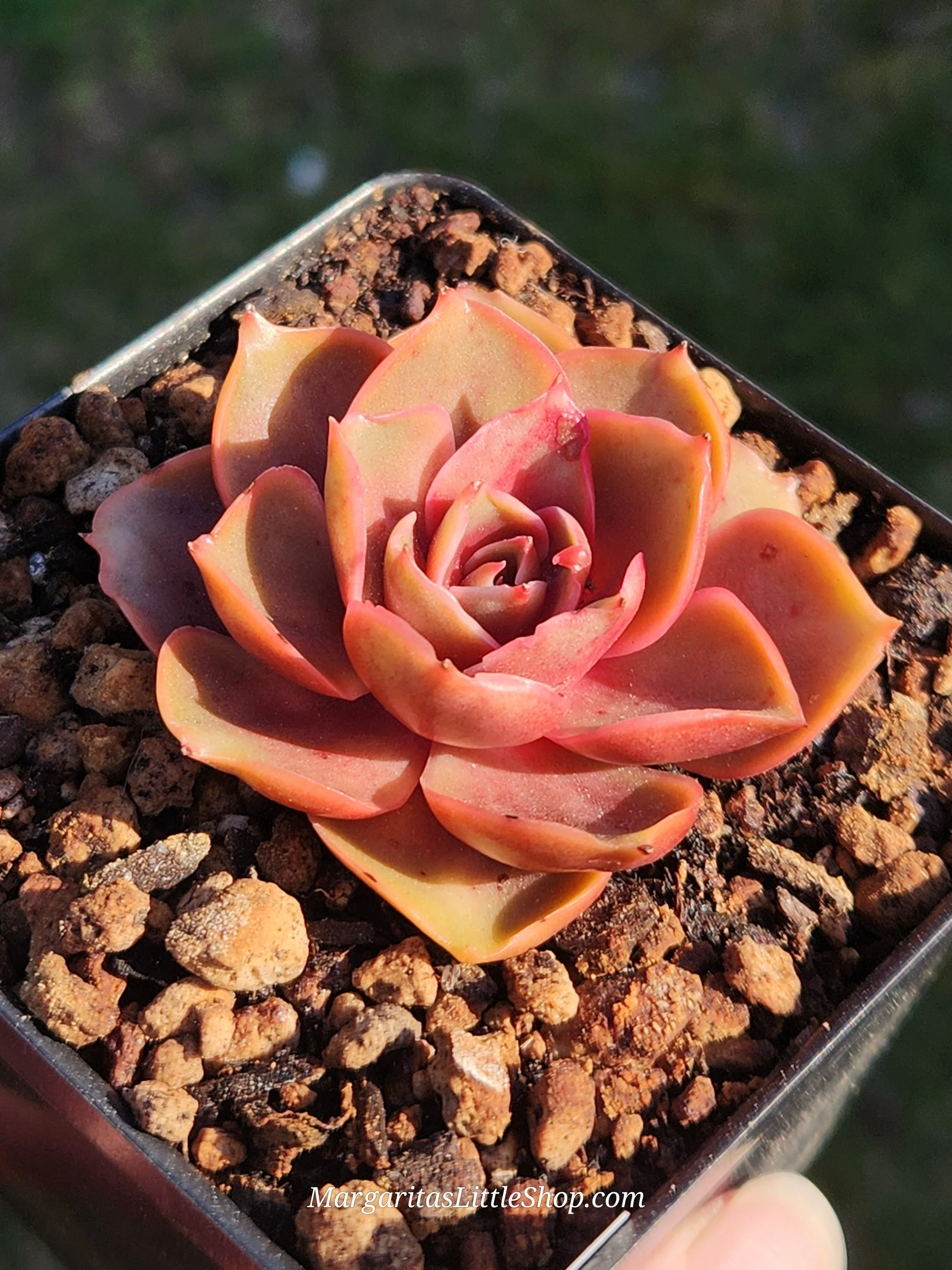 532-C2	Echeveria 'Red Tan'