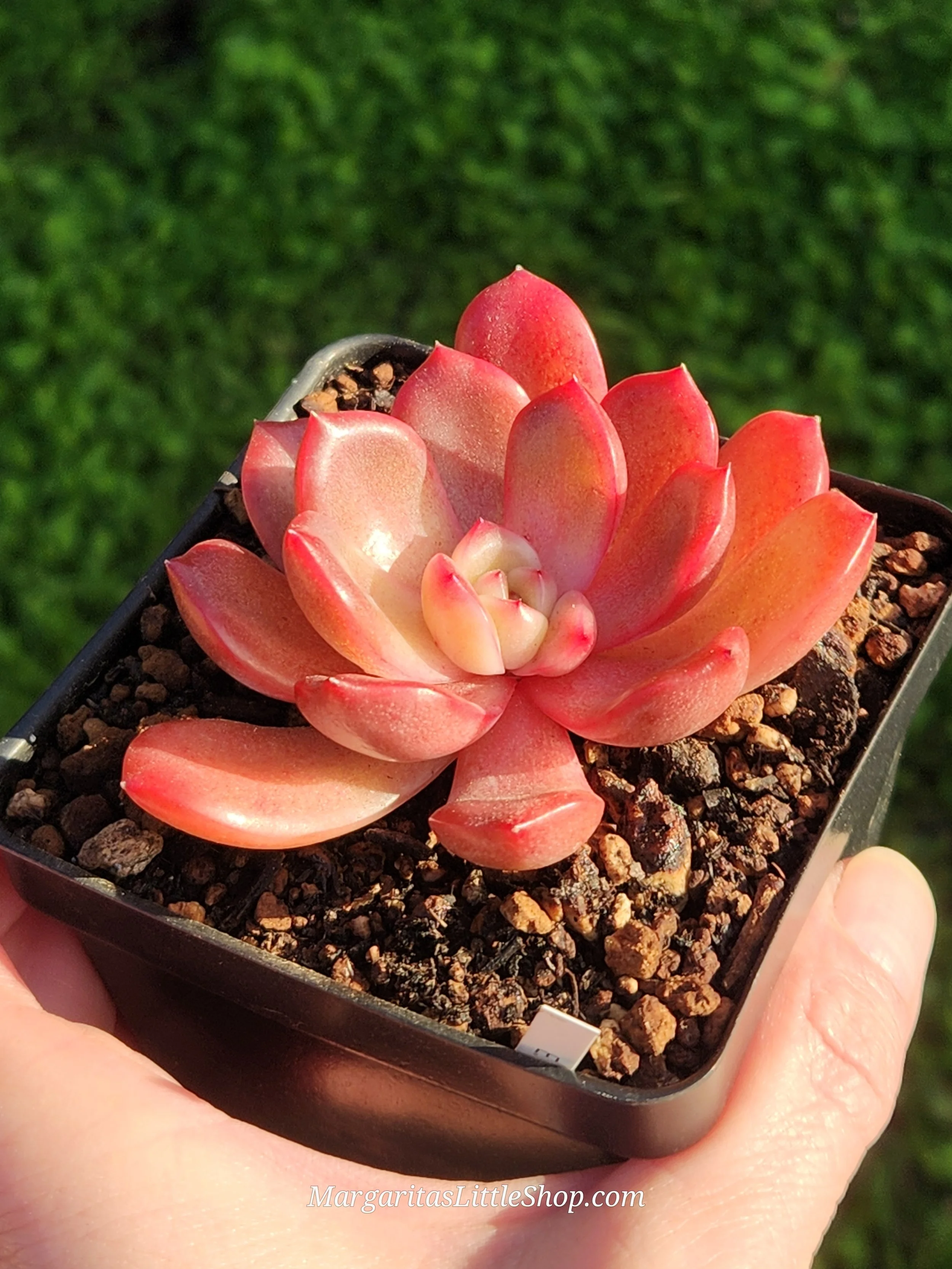 530-B5	Echeveria 'Glam Pink'