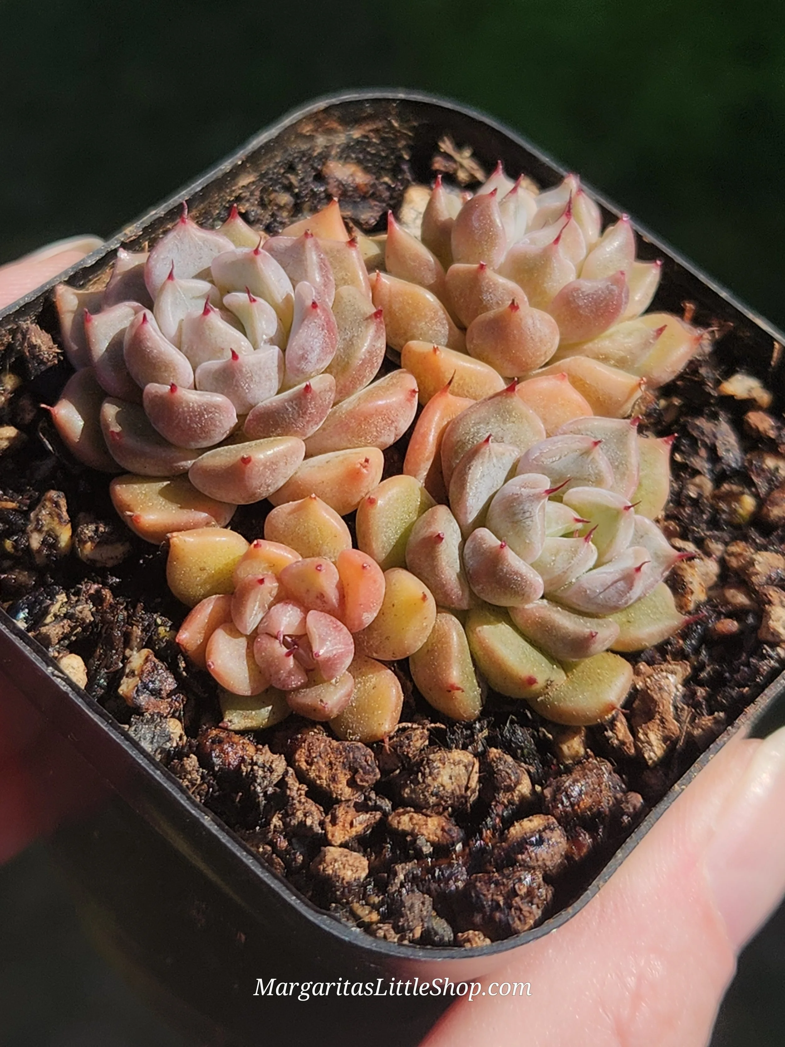 533-D8	Echeveria 'Gray Rosa'