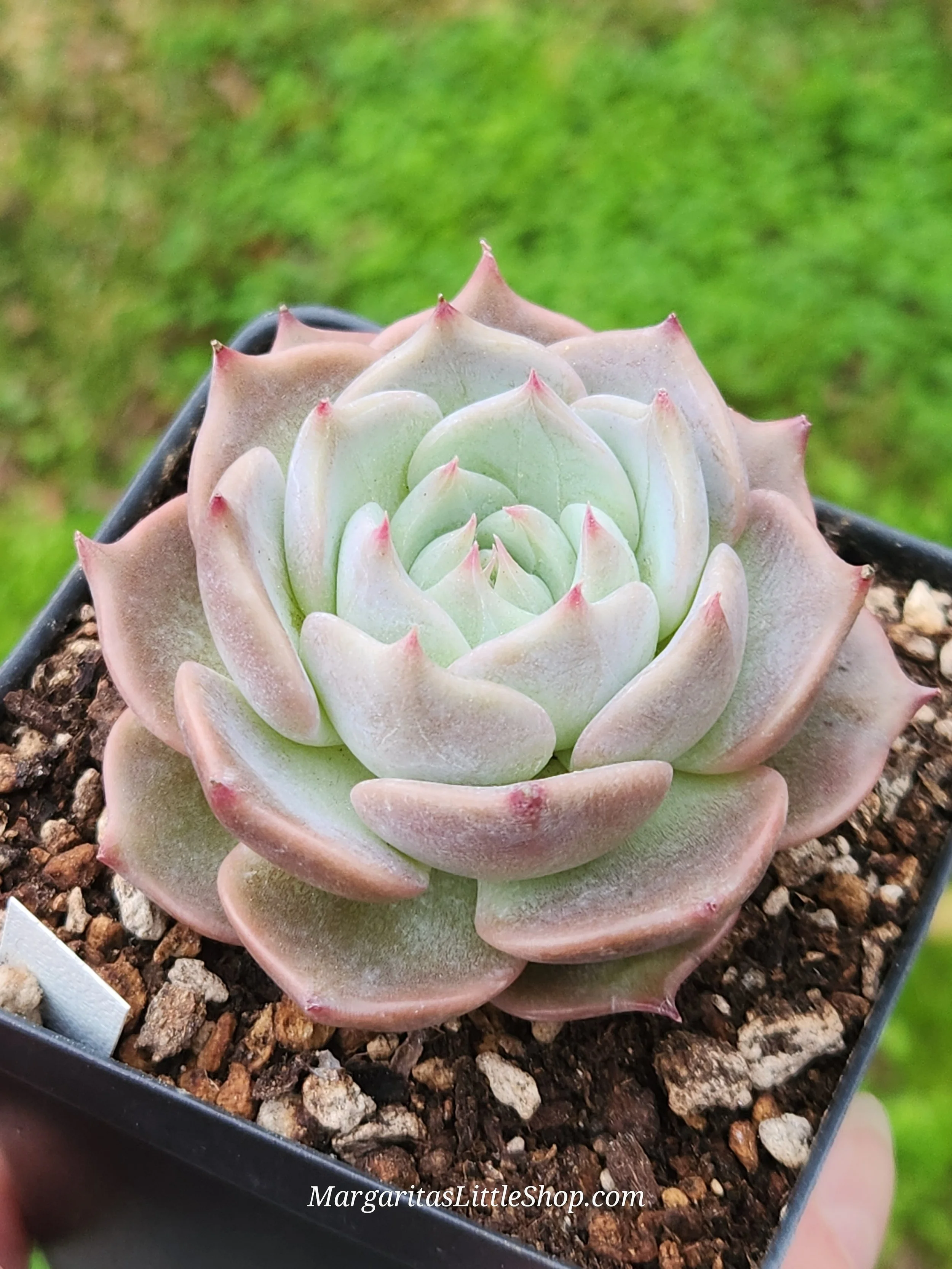 528-C4	Echeveria 'Pikachu'