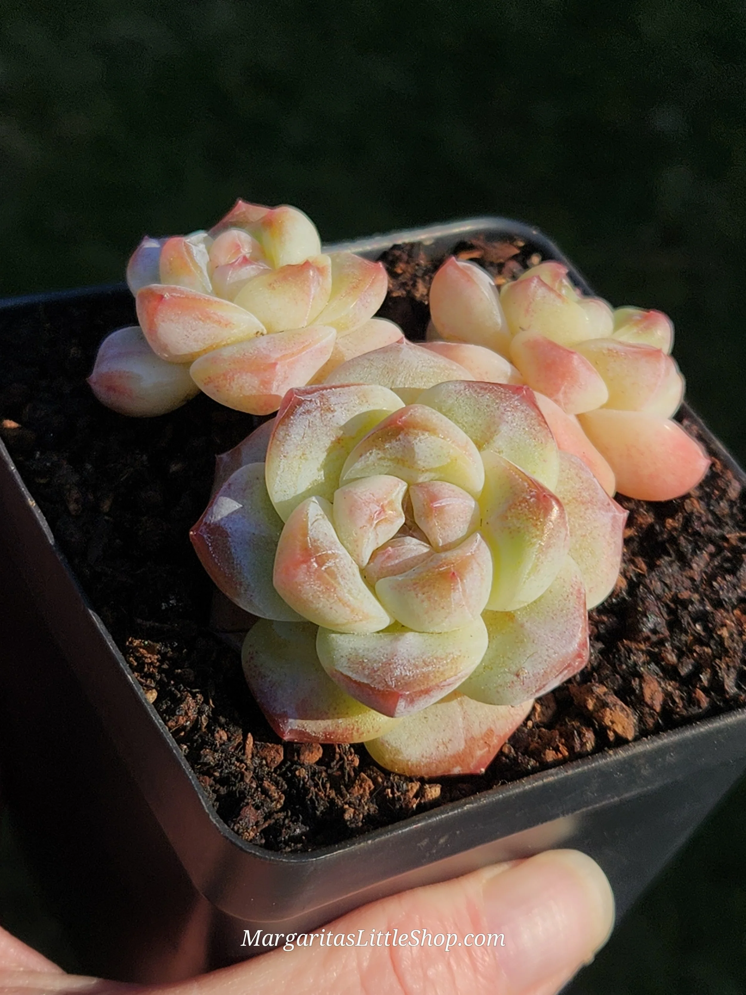 532-C1	Echeveria 'Ice green'