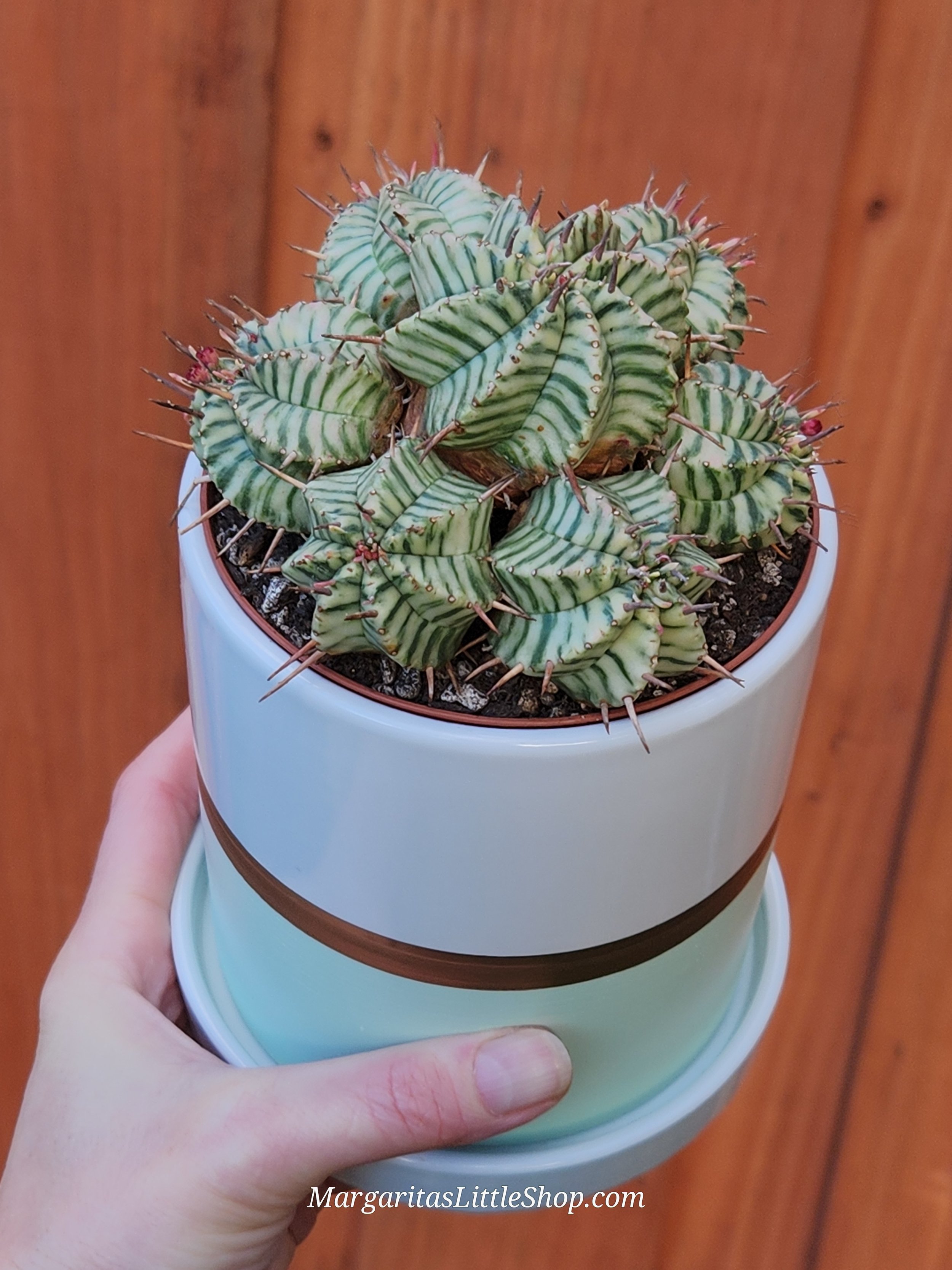 530-B4	Euphorbia meloformis f. variegata