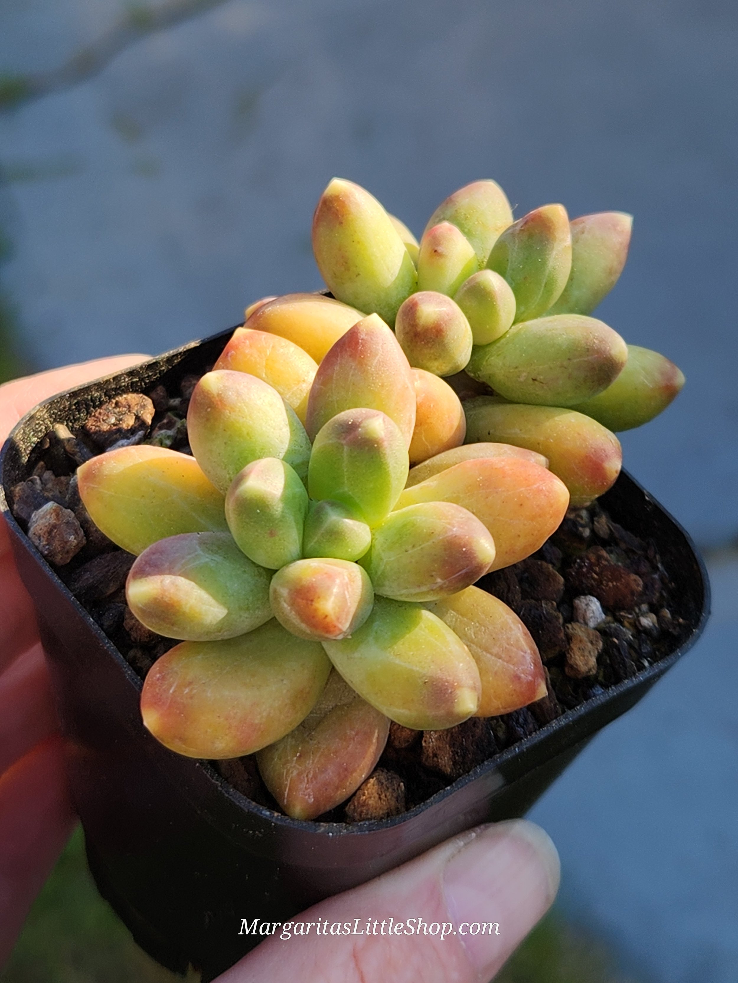 531-C1	Pachyphytum compactum