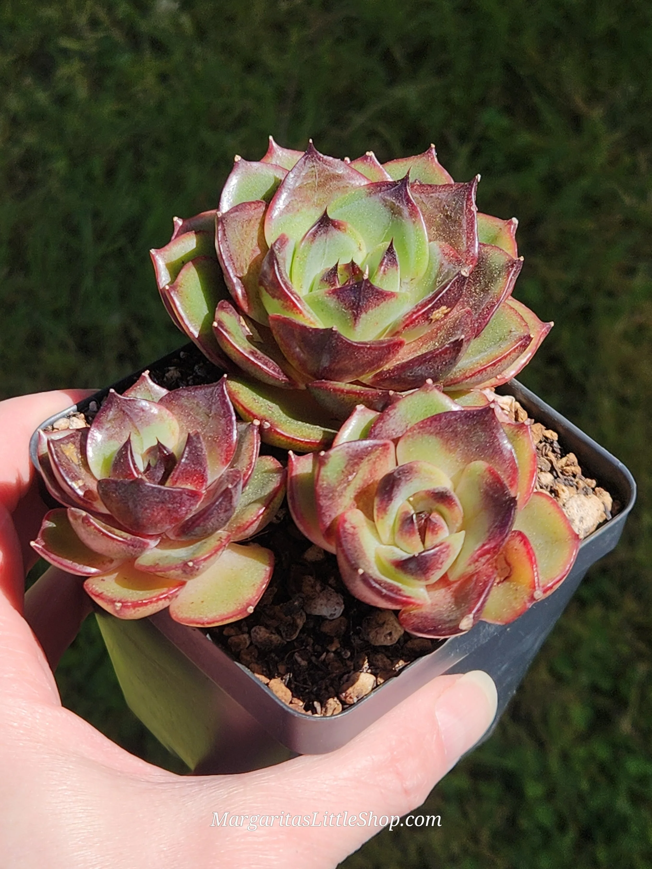 534-A2	Echeveria 'Meliodas'