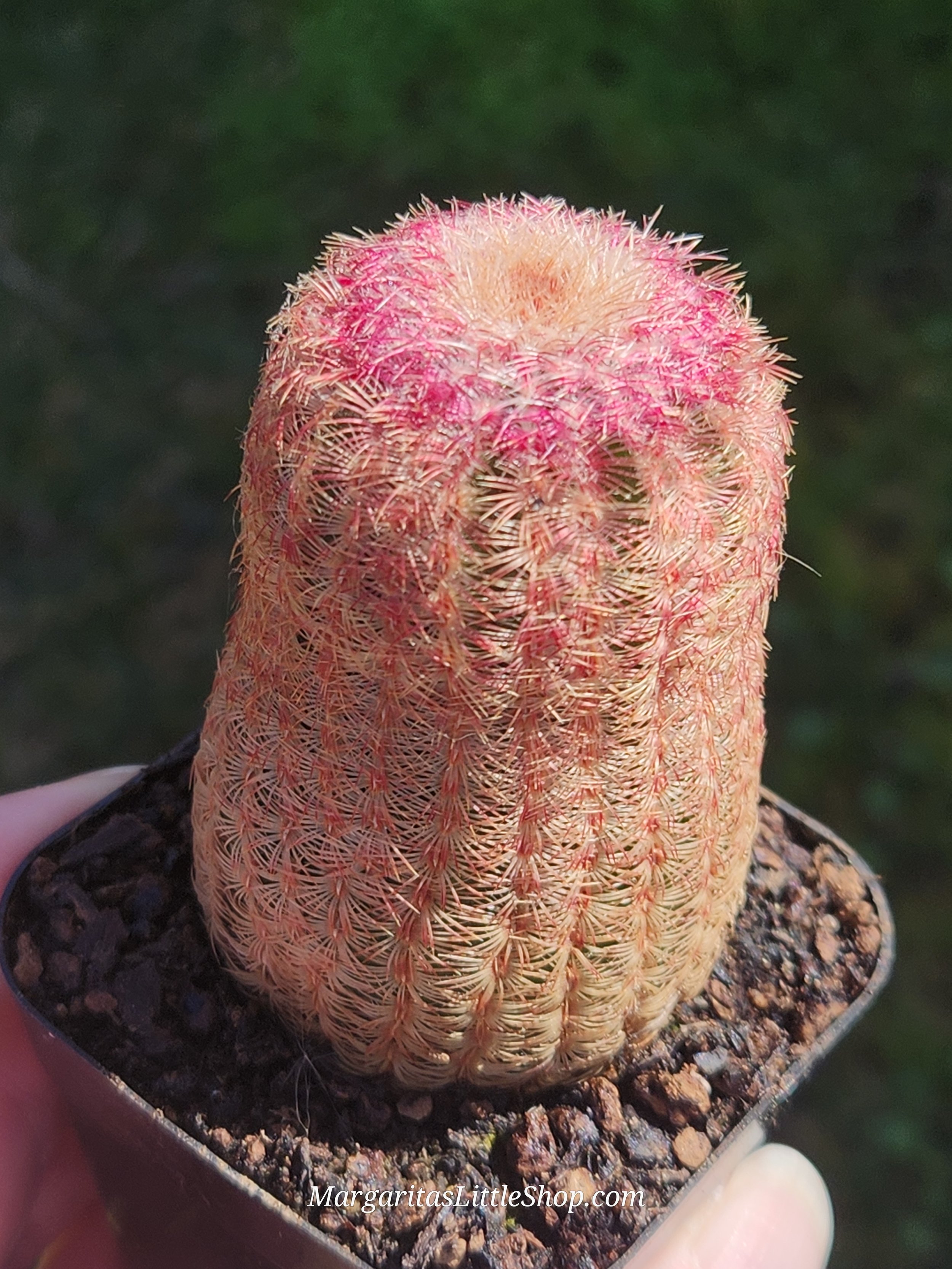 533-A6	Echinocereus var. rigidissimus 'Purpleus'