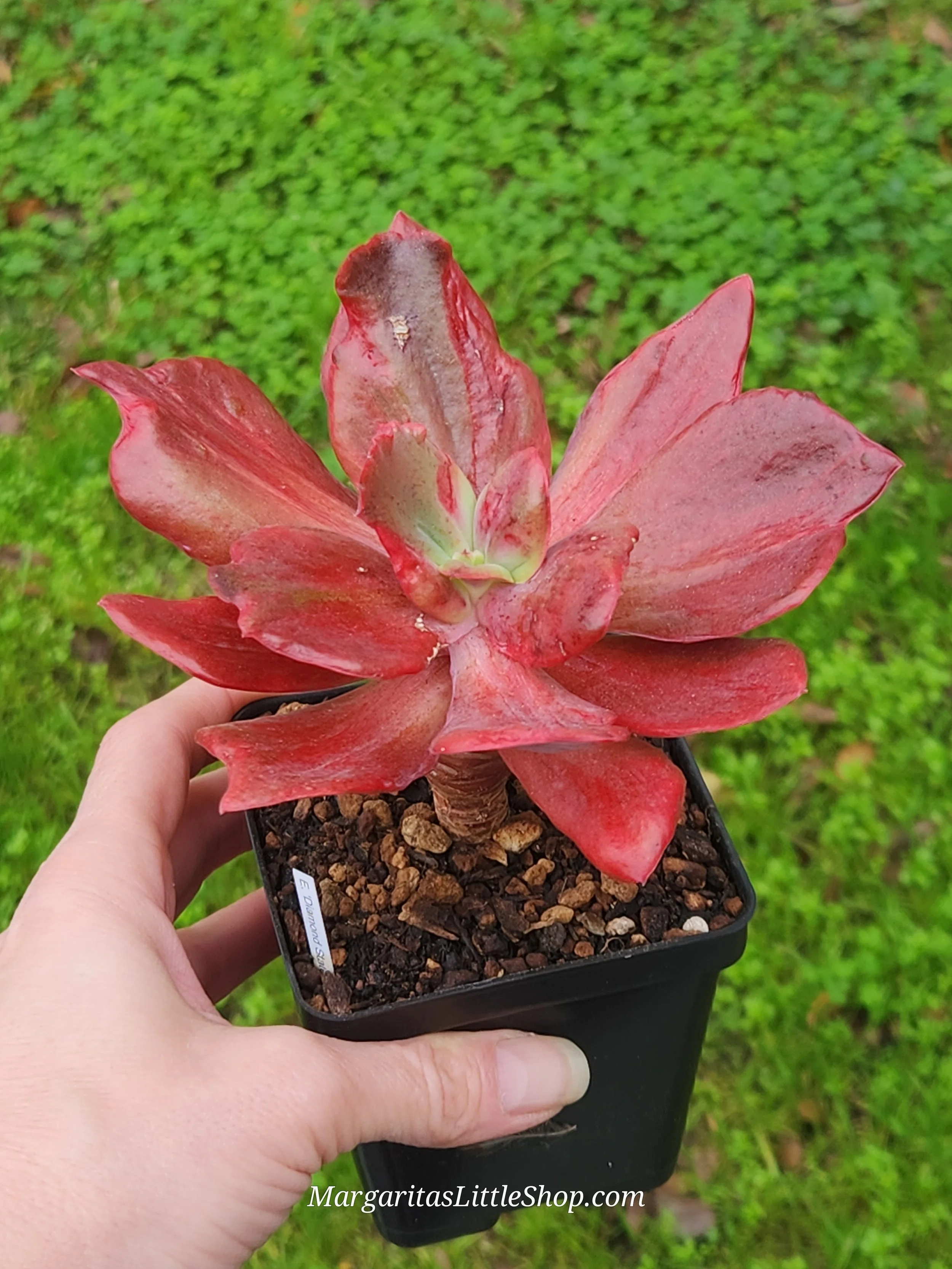 528-A3	Echeveria 'Diamond State' f. variegata