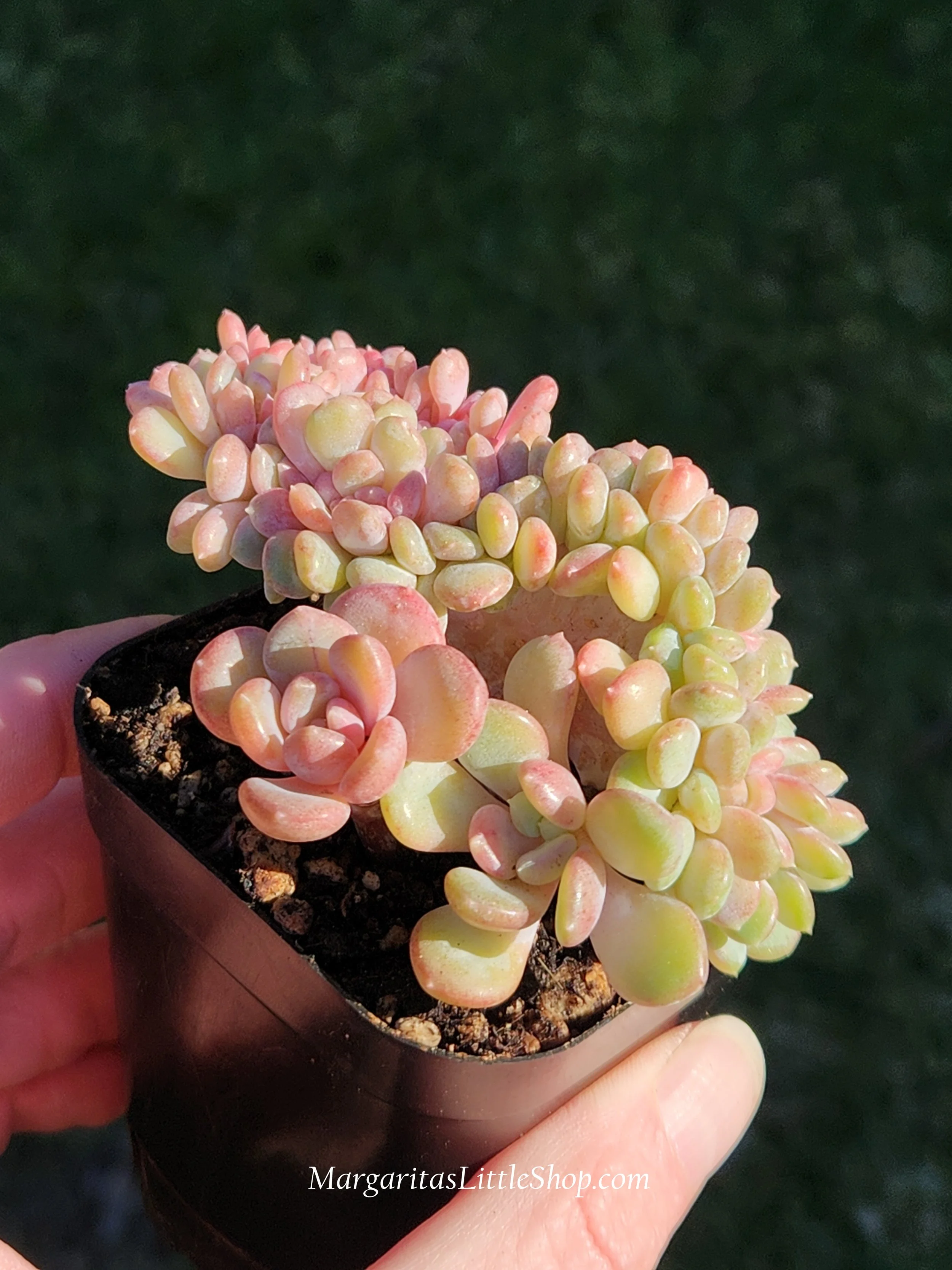 531-B8	Echeveria 'Onyx' f. cristata