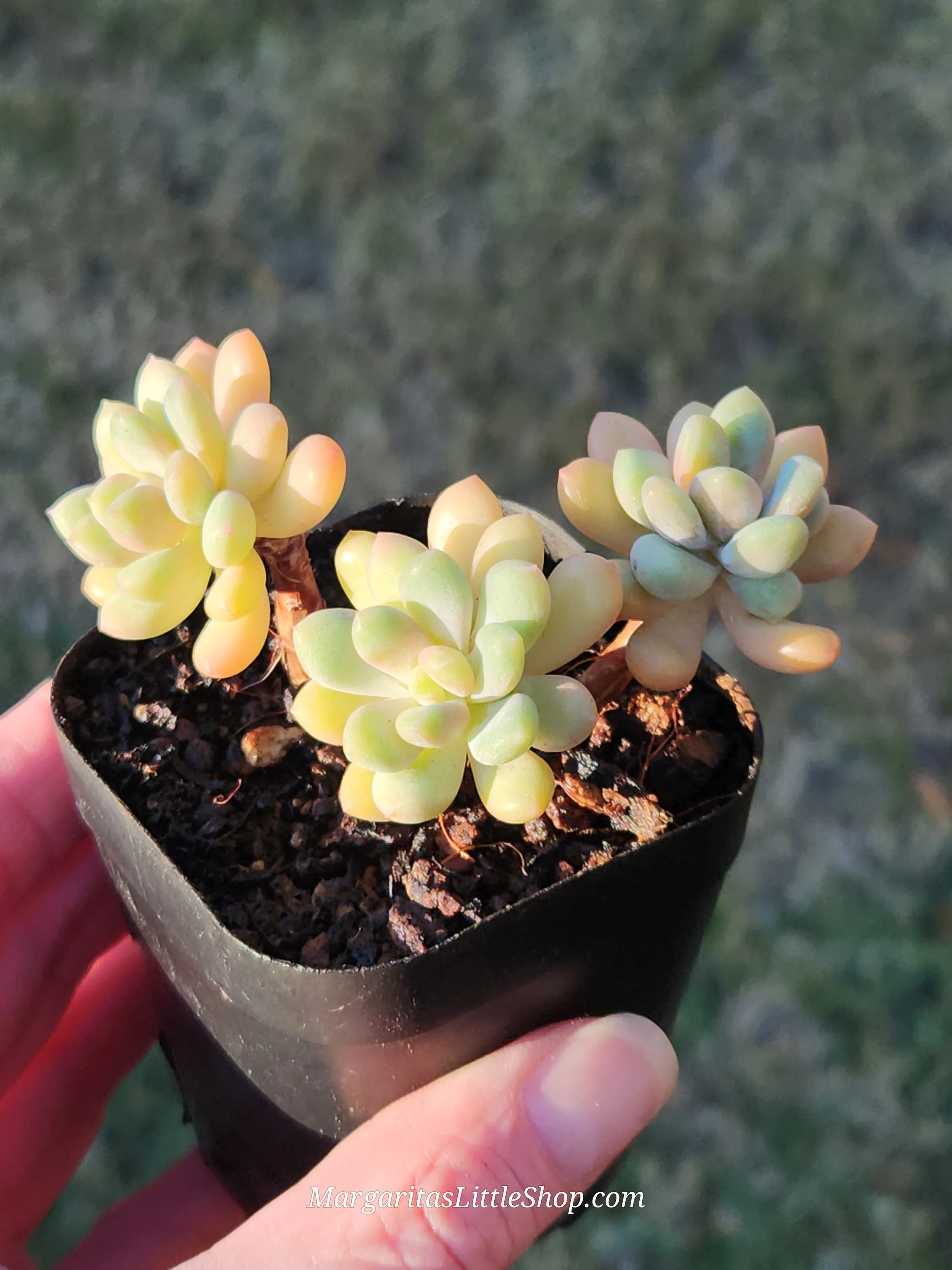 527-D2	Pachyveria pachyphytoides 'Walth'